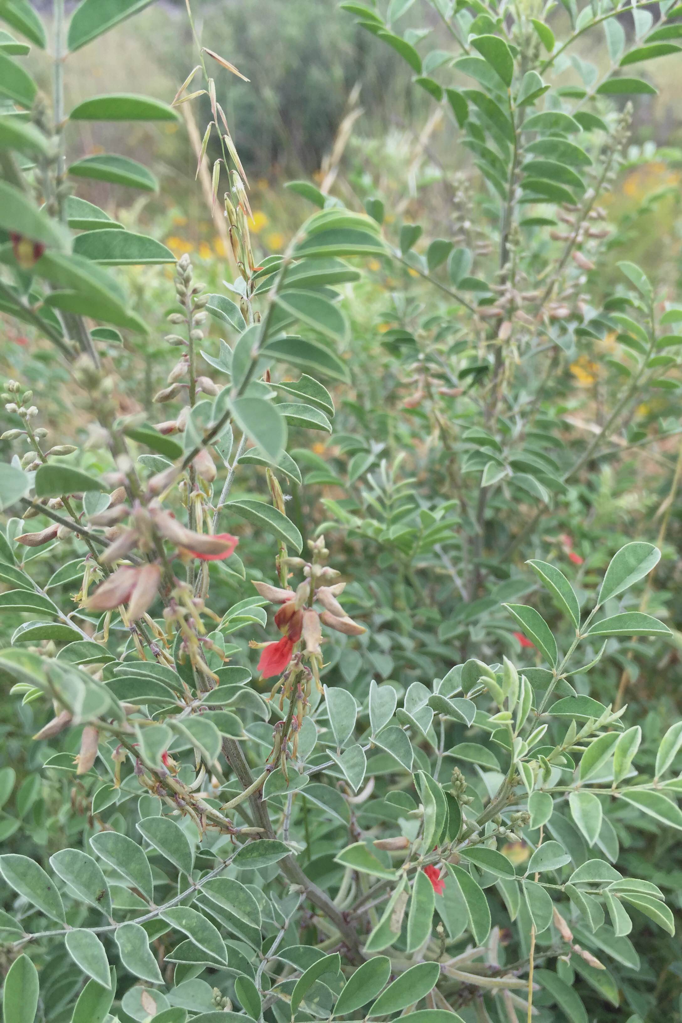 Indigofera lindheimeriana, Lindheimer's Indigo