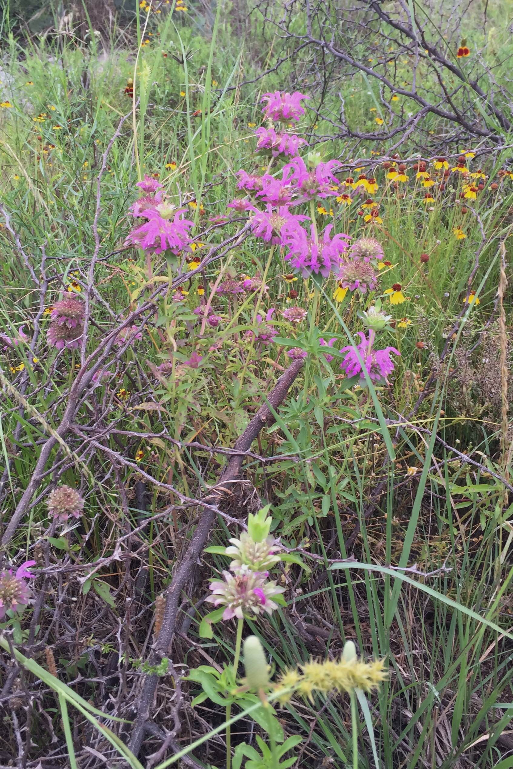 Monarda citriodora, Horsemint