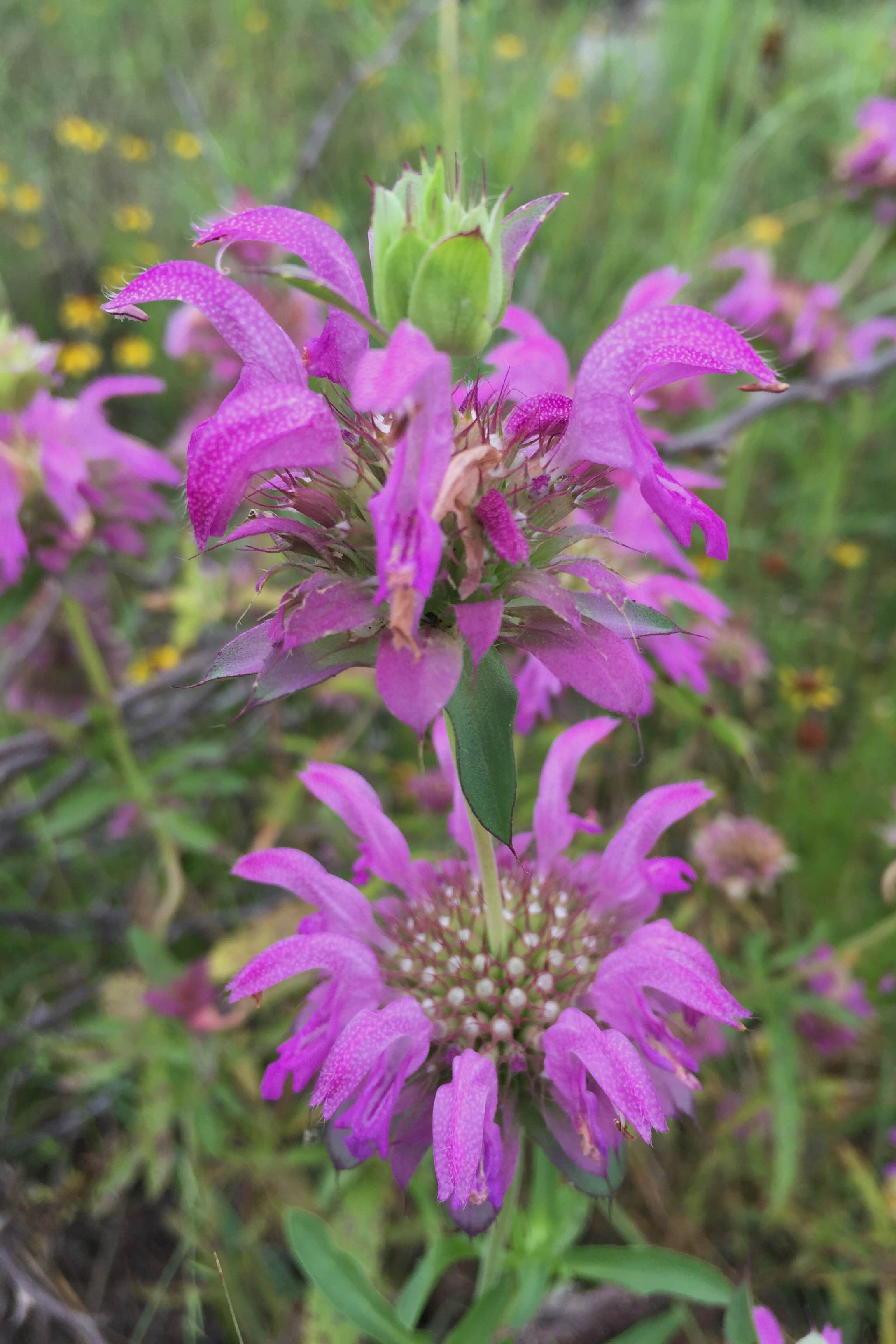 Monarda citriodora, Horsemint