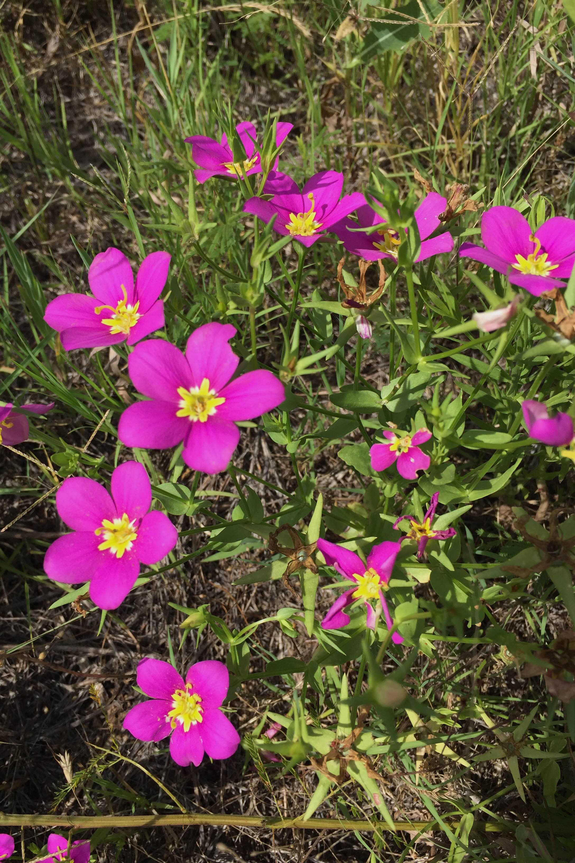 Sabatia campestris, Meadow Pink