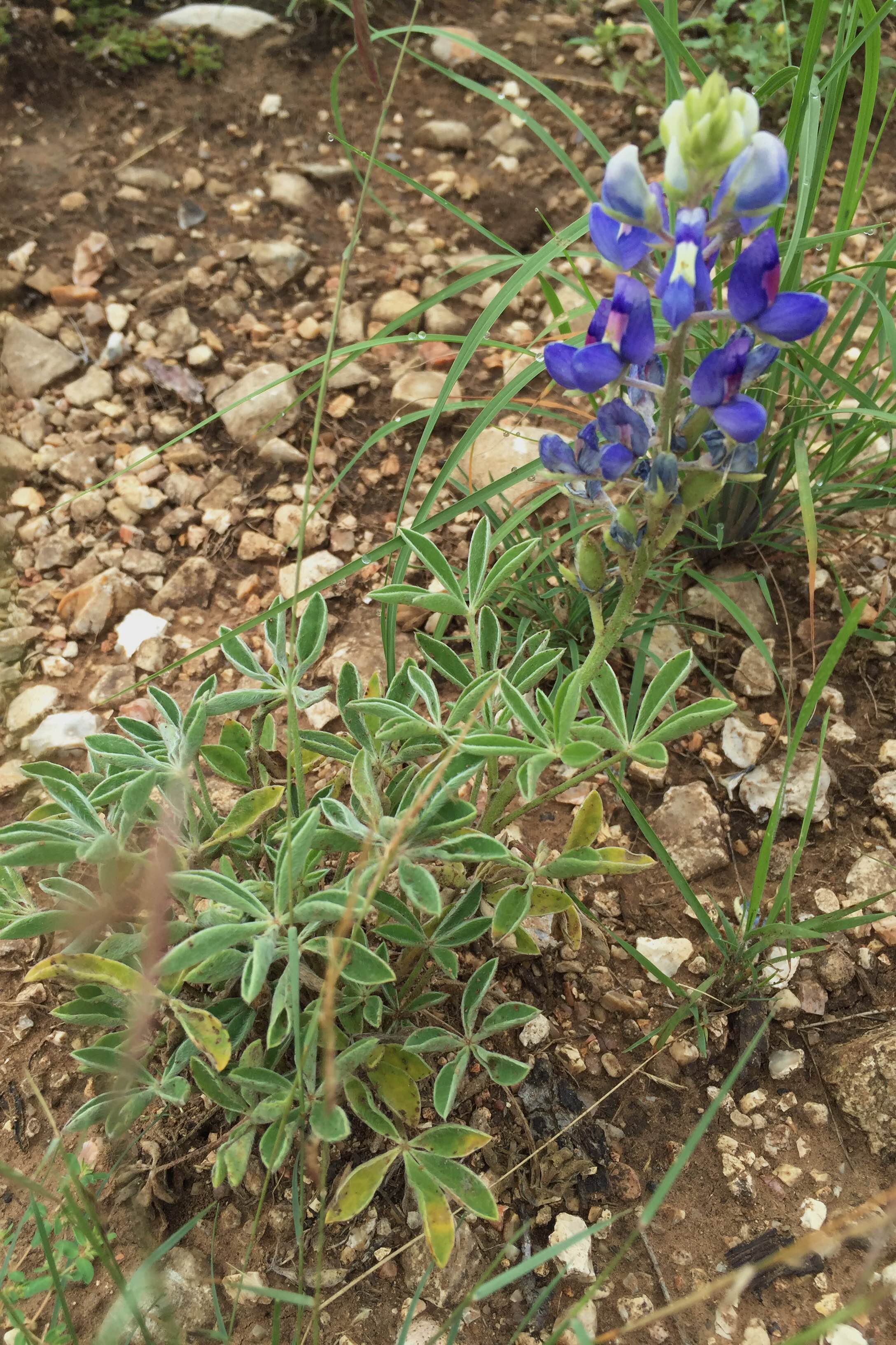 Lupinus texensis, Texas Bluebonnet