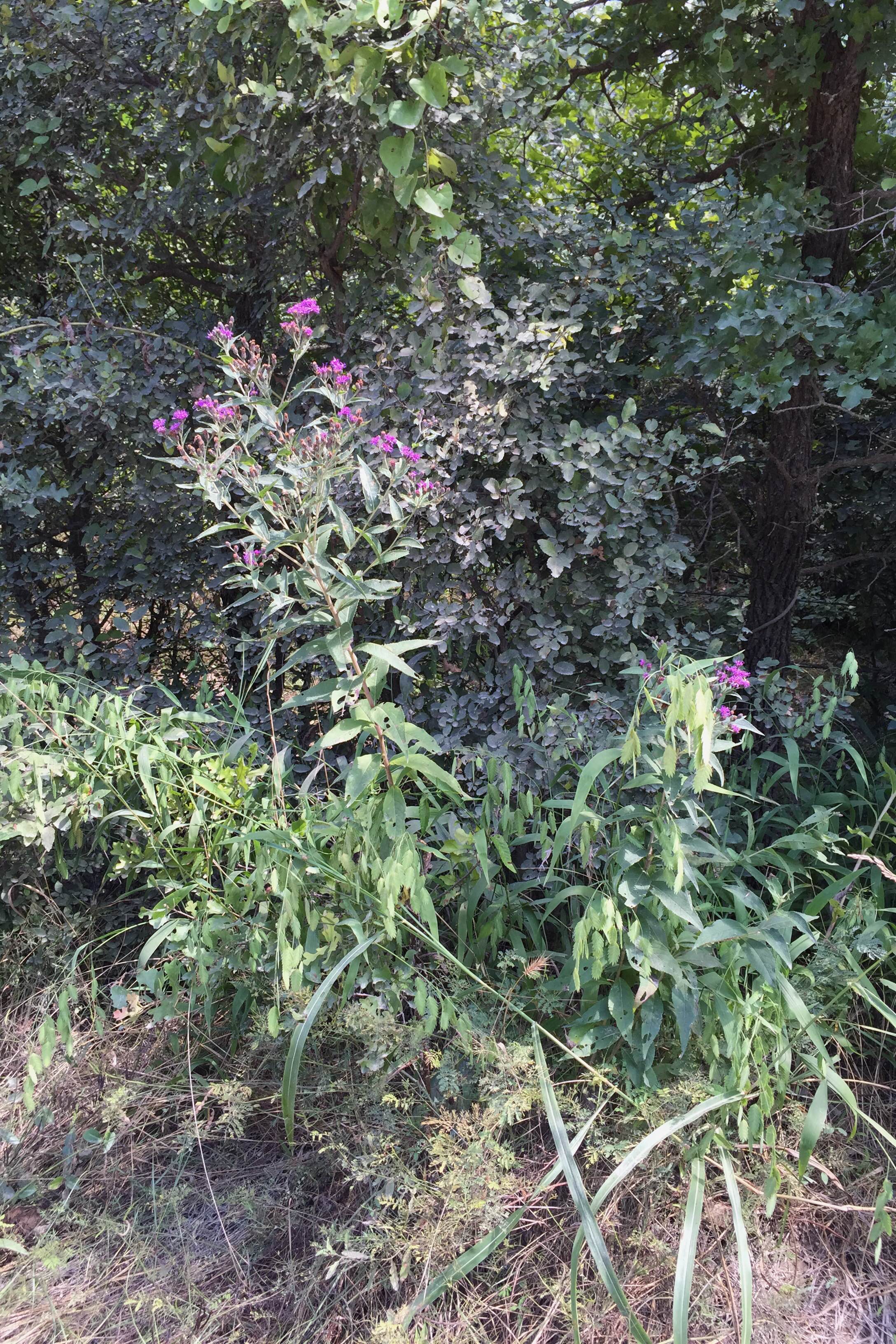Vernonia baldwinii, Baldwin's Ironweed