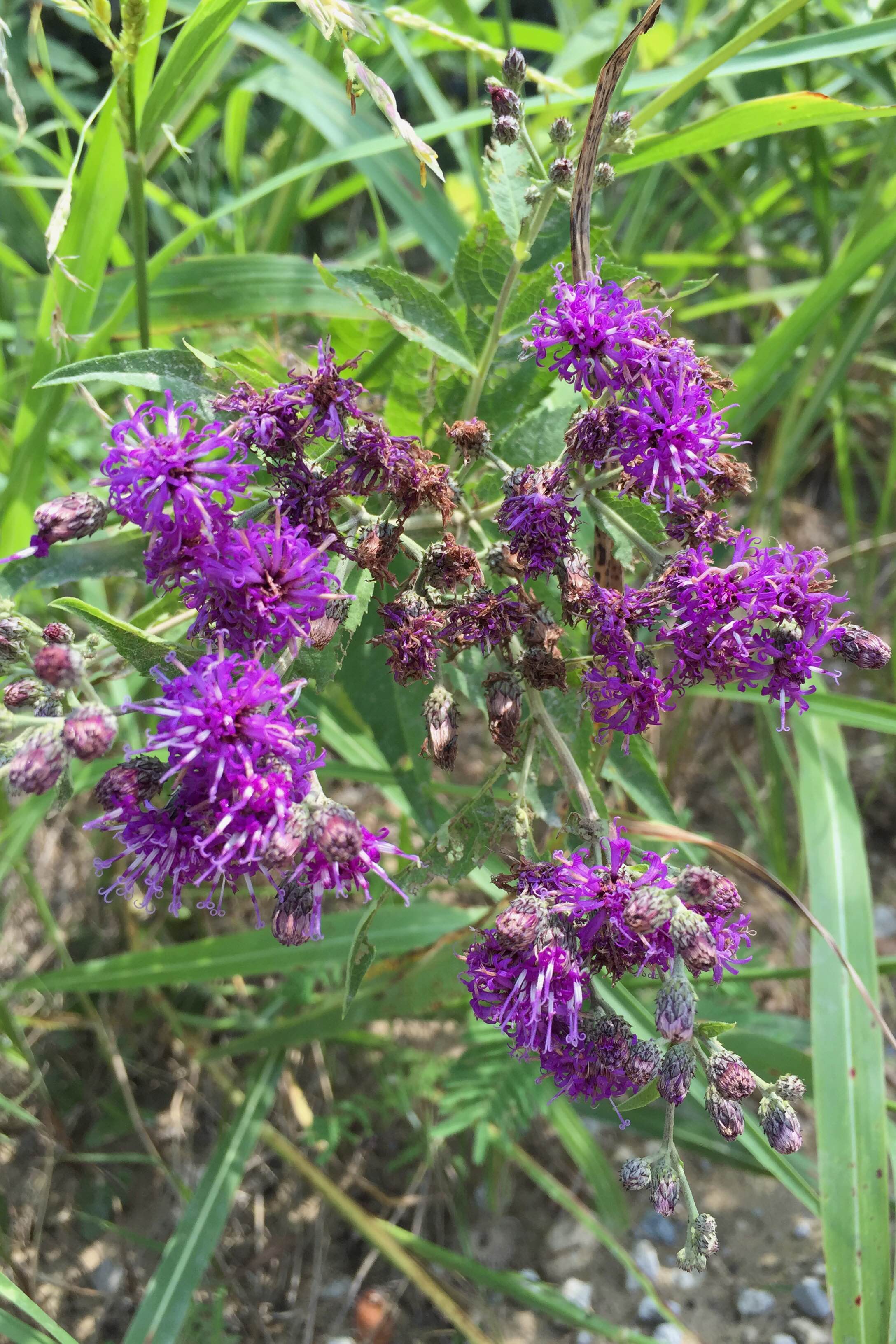 Vernonia baldwinii, Baldwin's Ironweed
