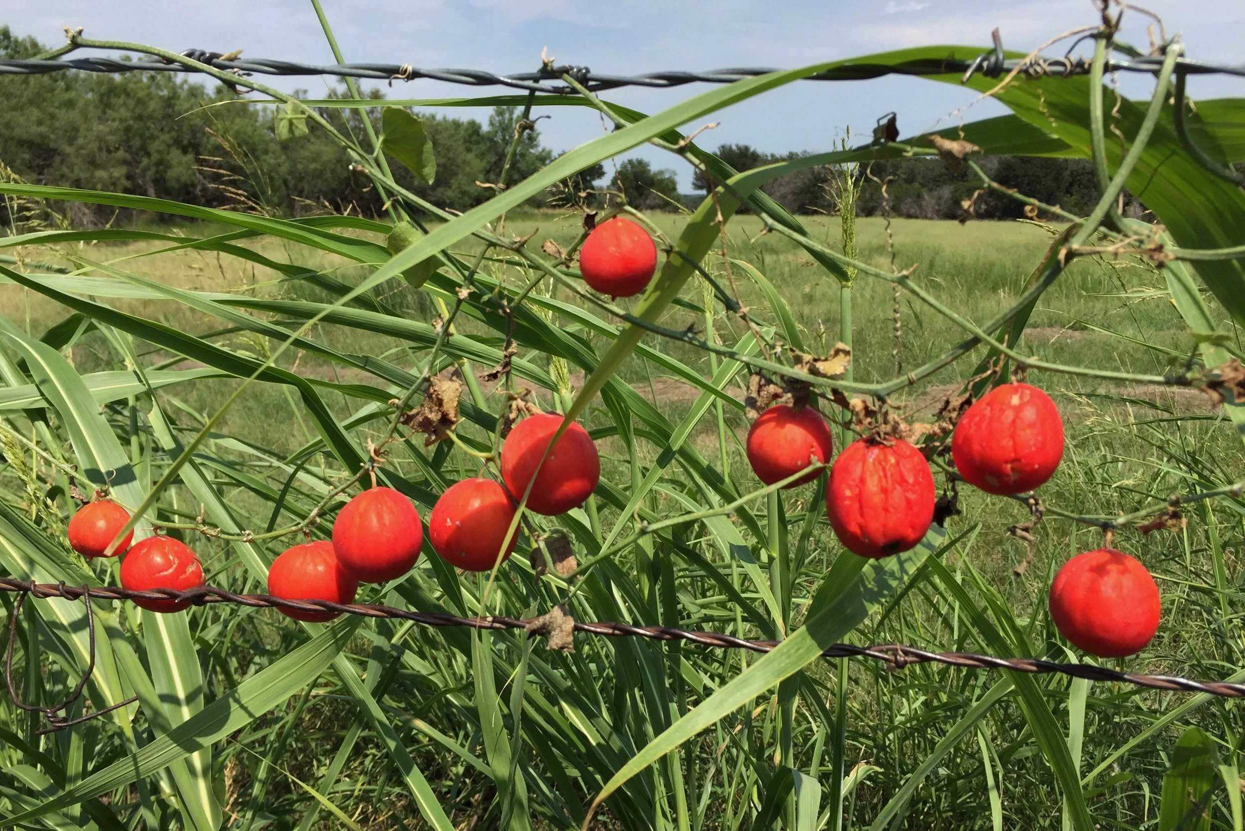 Ibervillea lindheimeri, Balsam Gourd