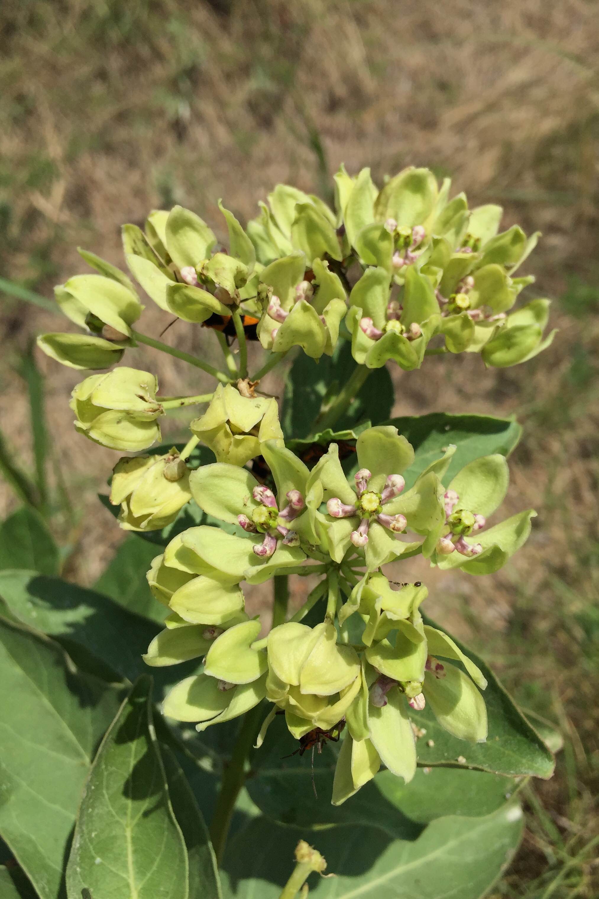 Asclepias viridis, Green Milkweed