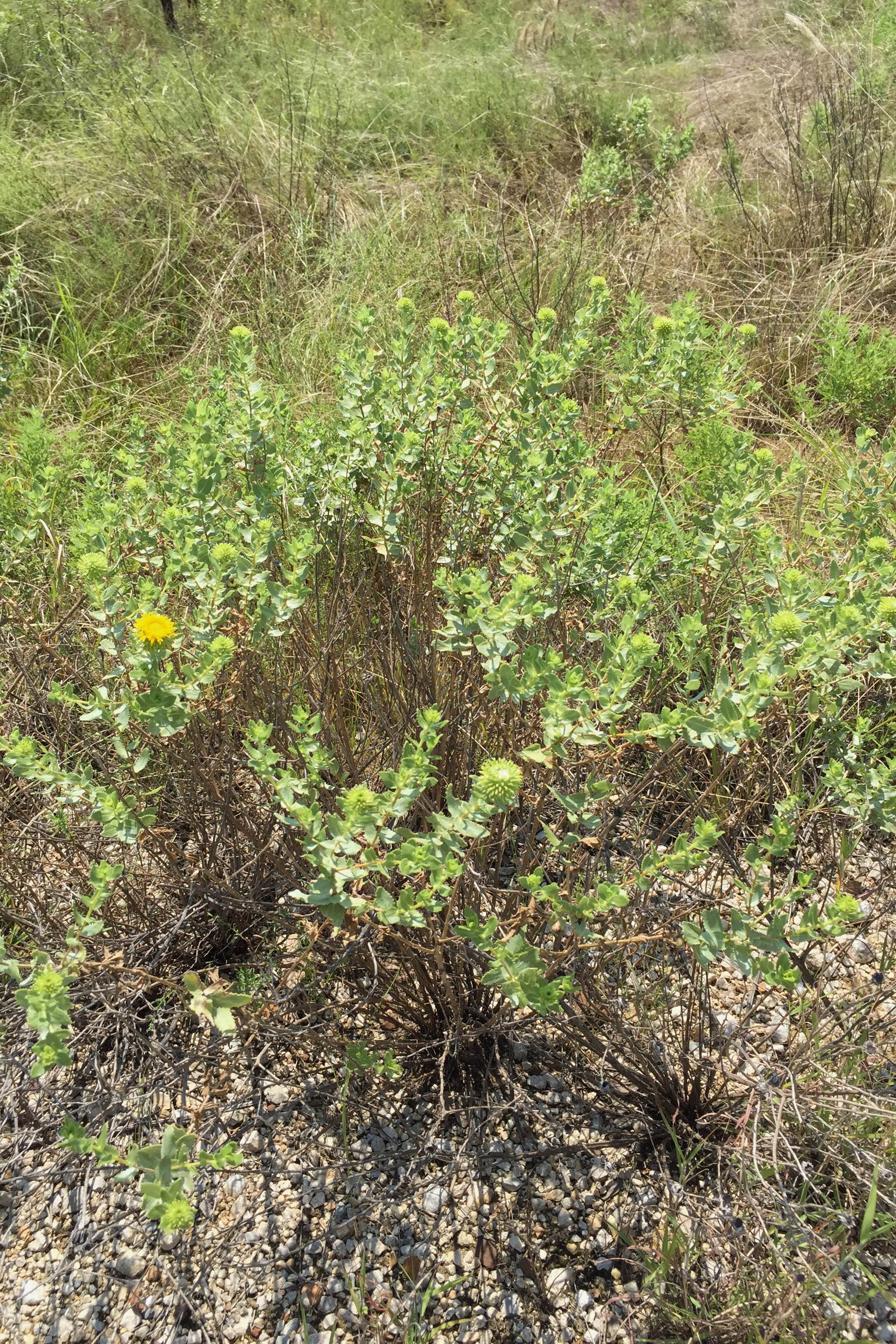 Grindelia nuda var. nuda, Curlytop Gumweed