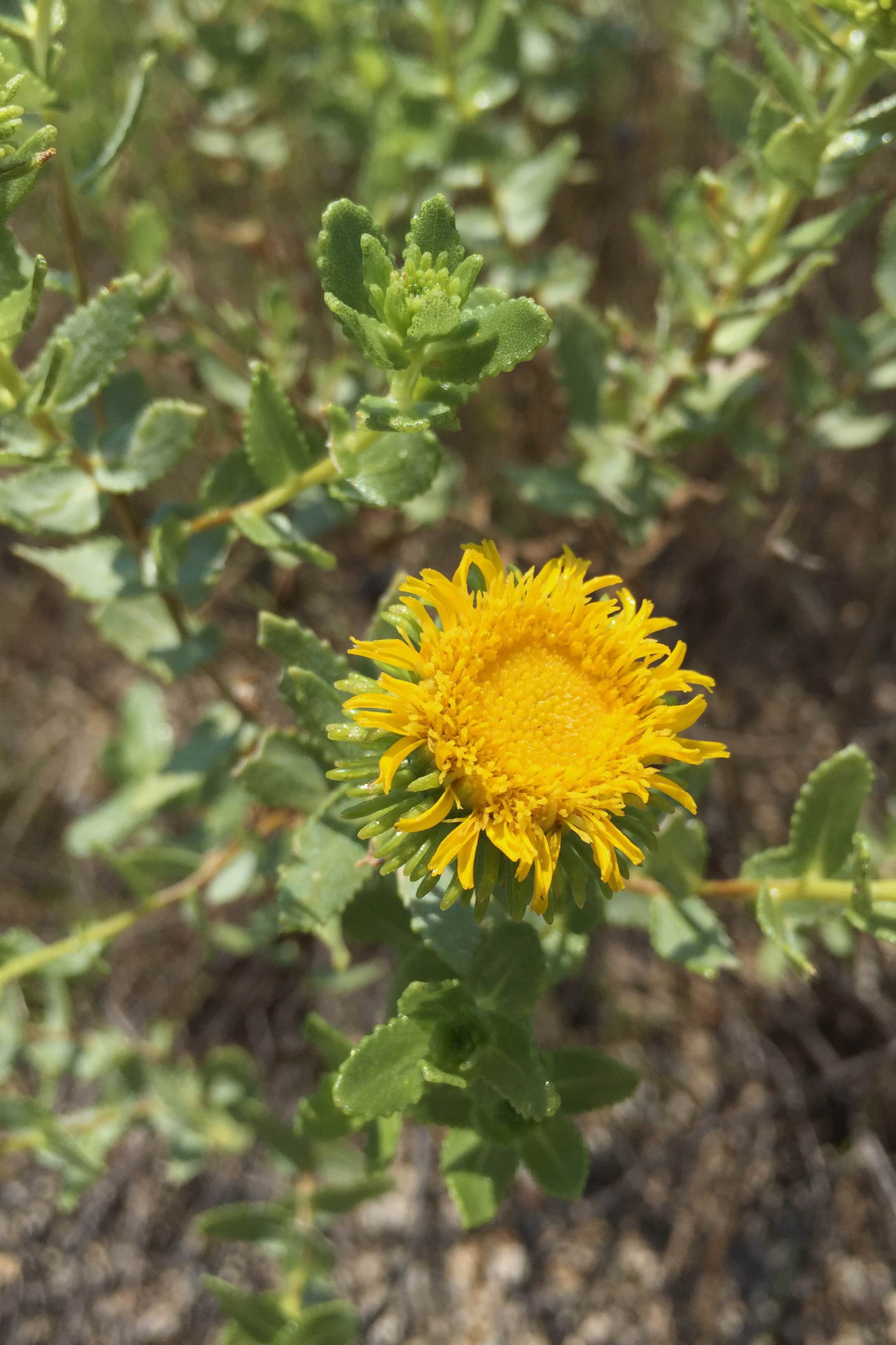 Grindelia nuda var. nuda, Curlytop Gumweed