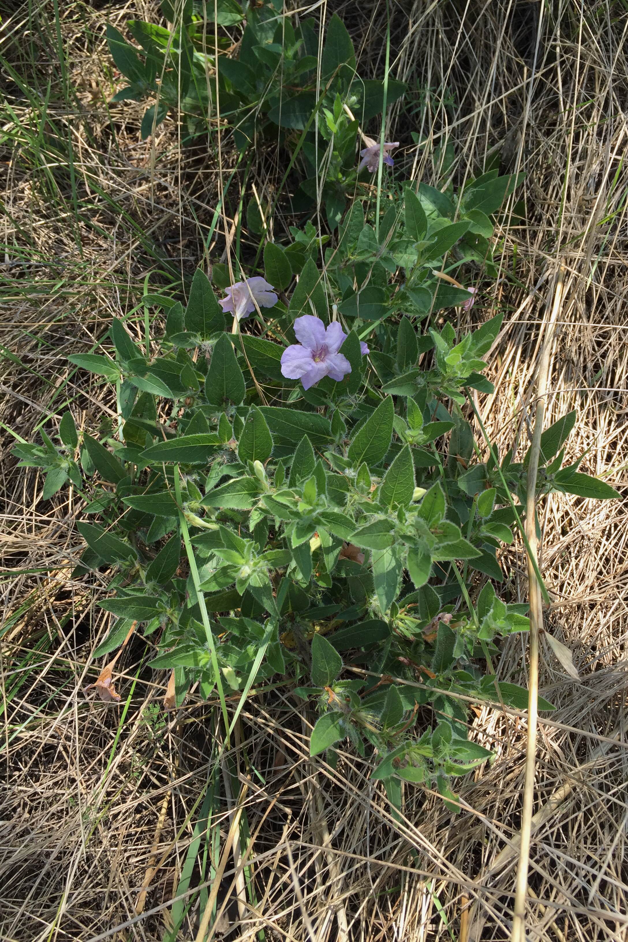 Ruellia humilis, Hairy Ruellia