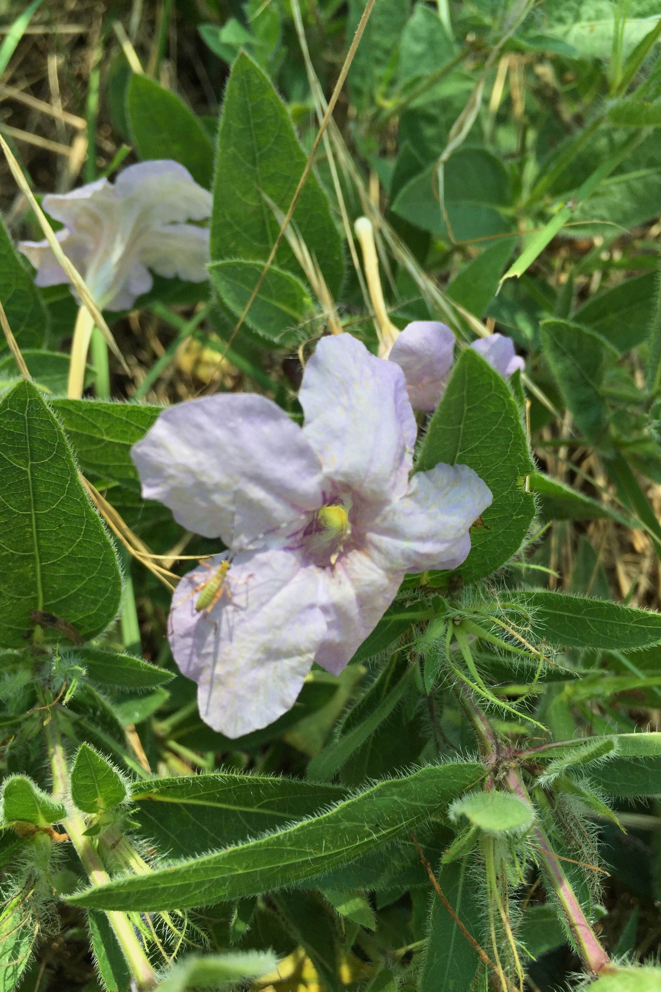 Ruellia humilis, Hairy Ruellia