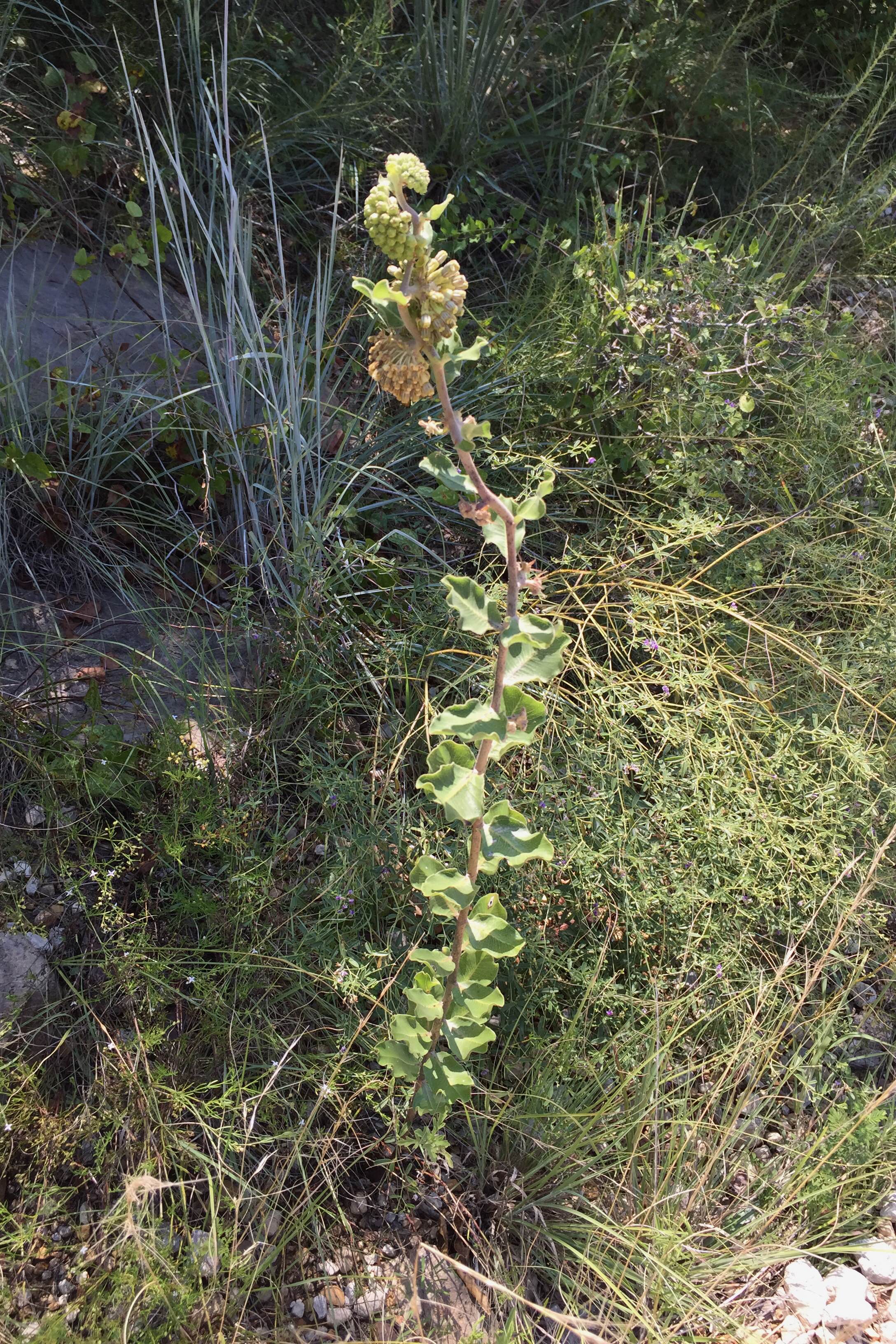 Aslepias viridiflora, Green Comet Milkweed