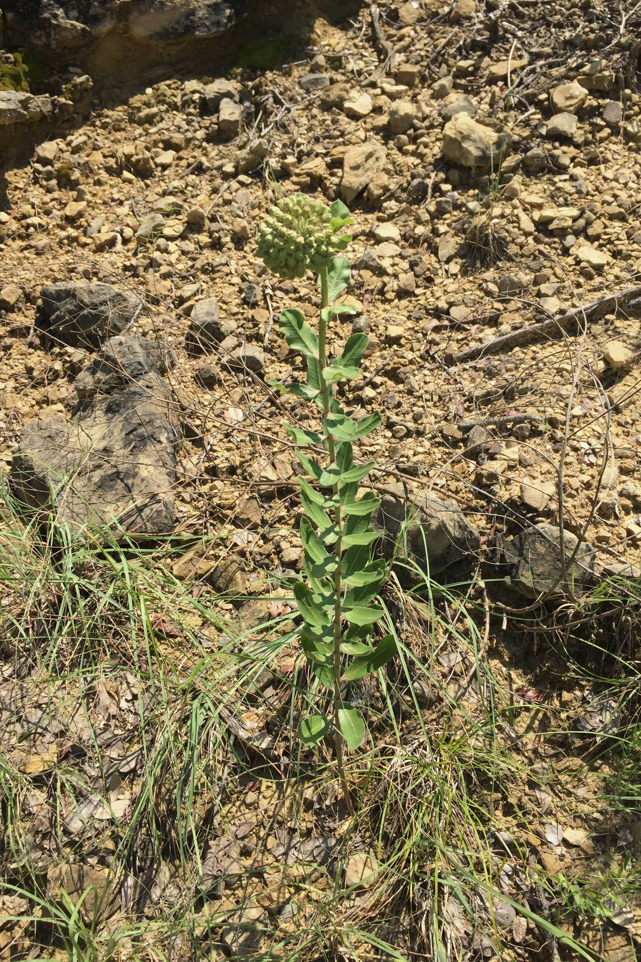 Aslepias viridiflora, Green Comet Milkweed