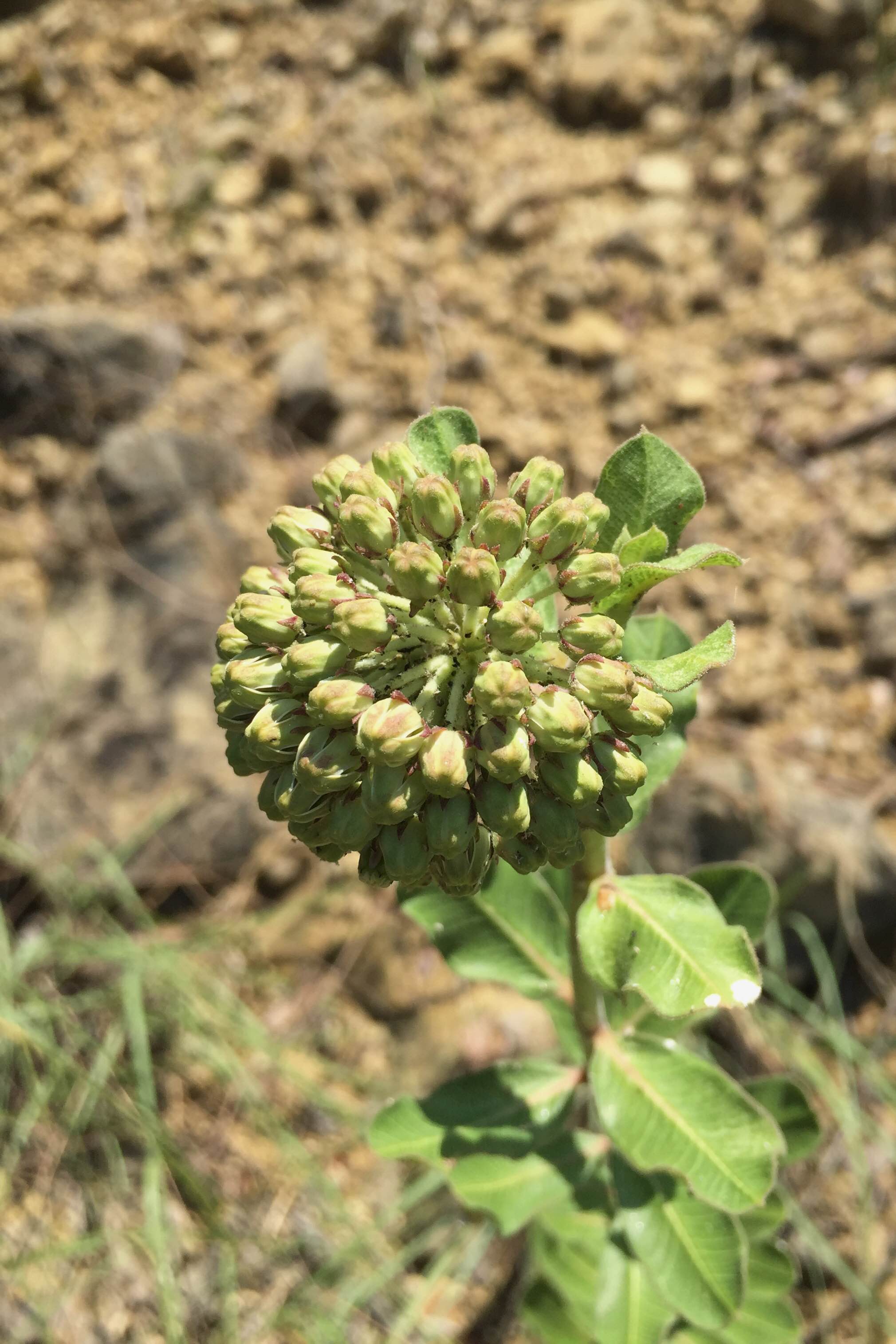 Asclepias viridiflora, Green Comet Milkweed