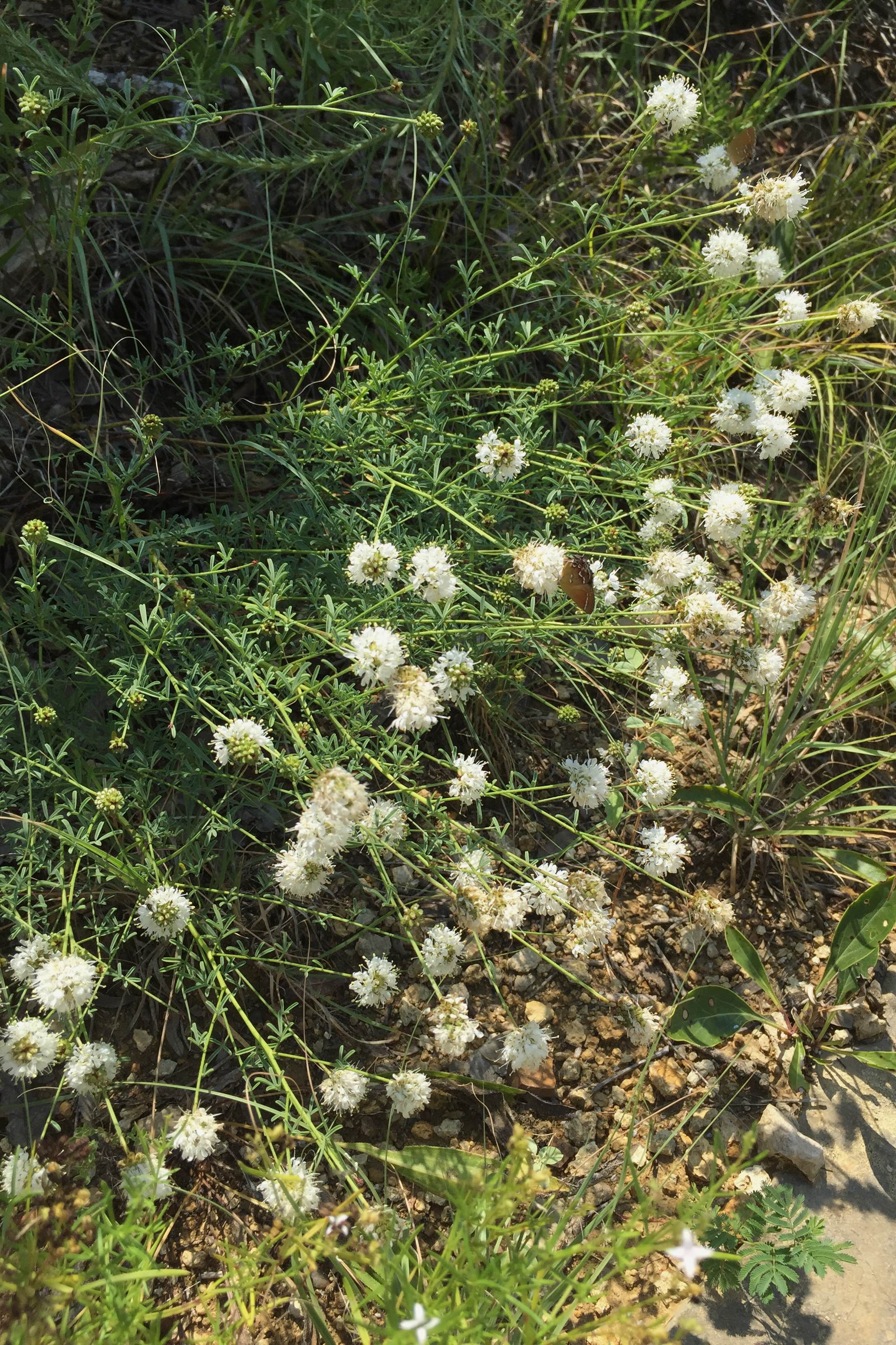 Dalea multiflora, White Prairie Clover