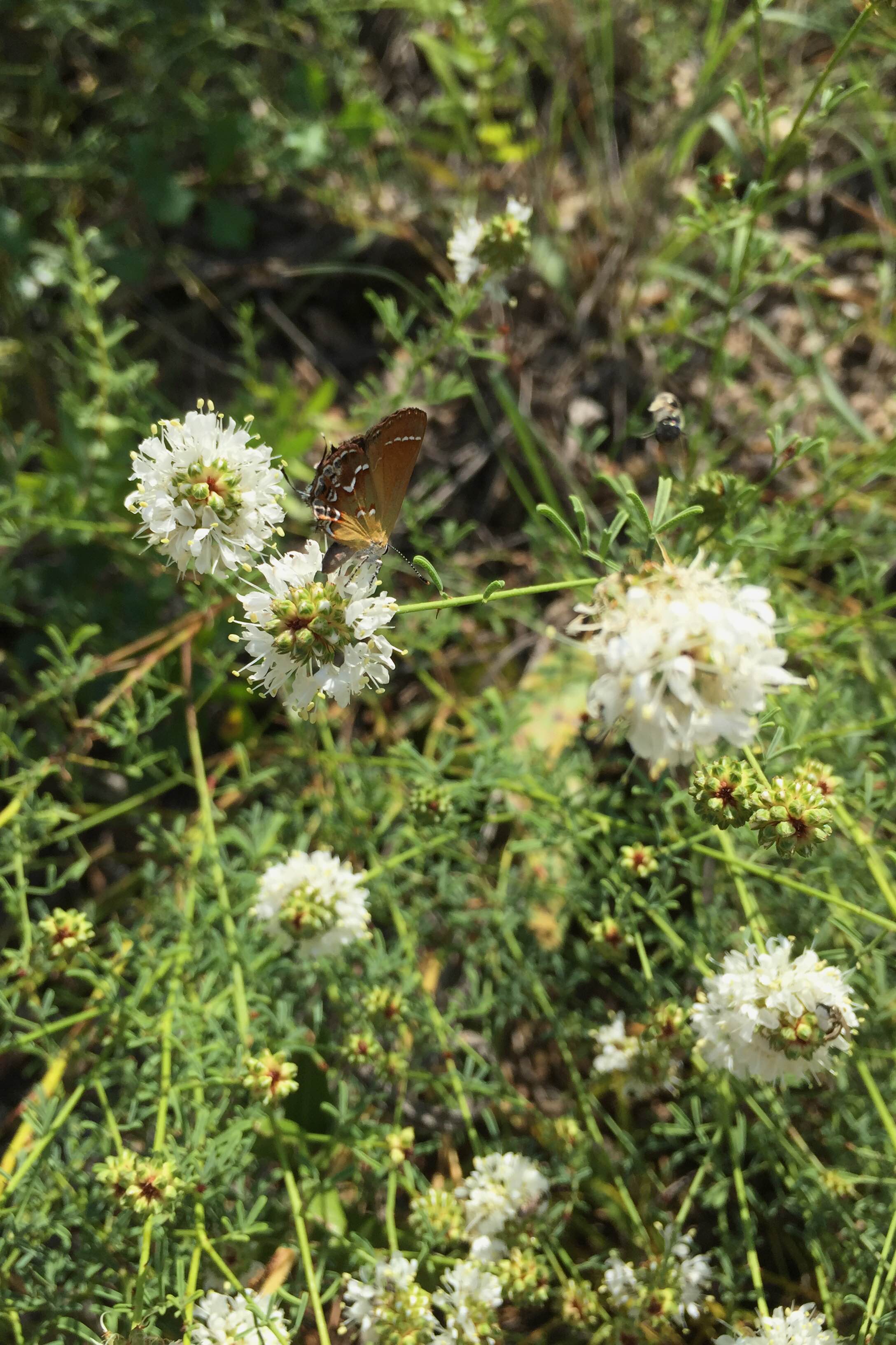 Dalea multiflora, White Prairie Clover