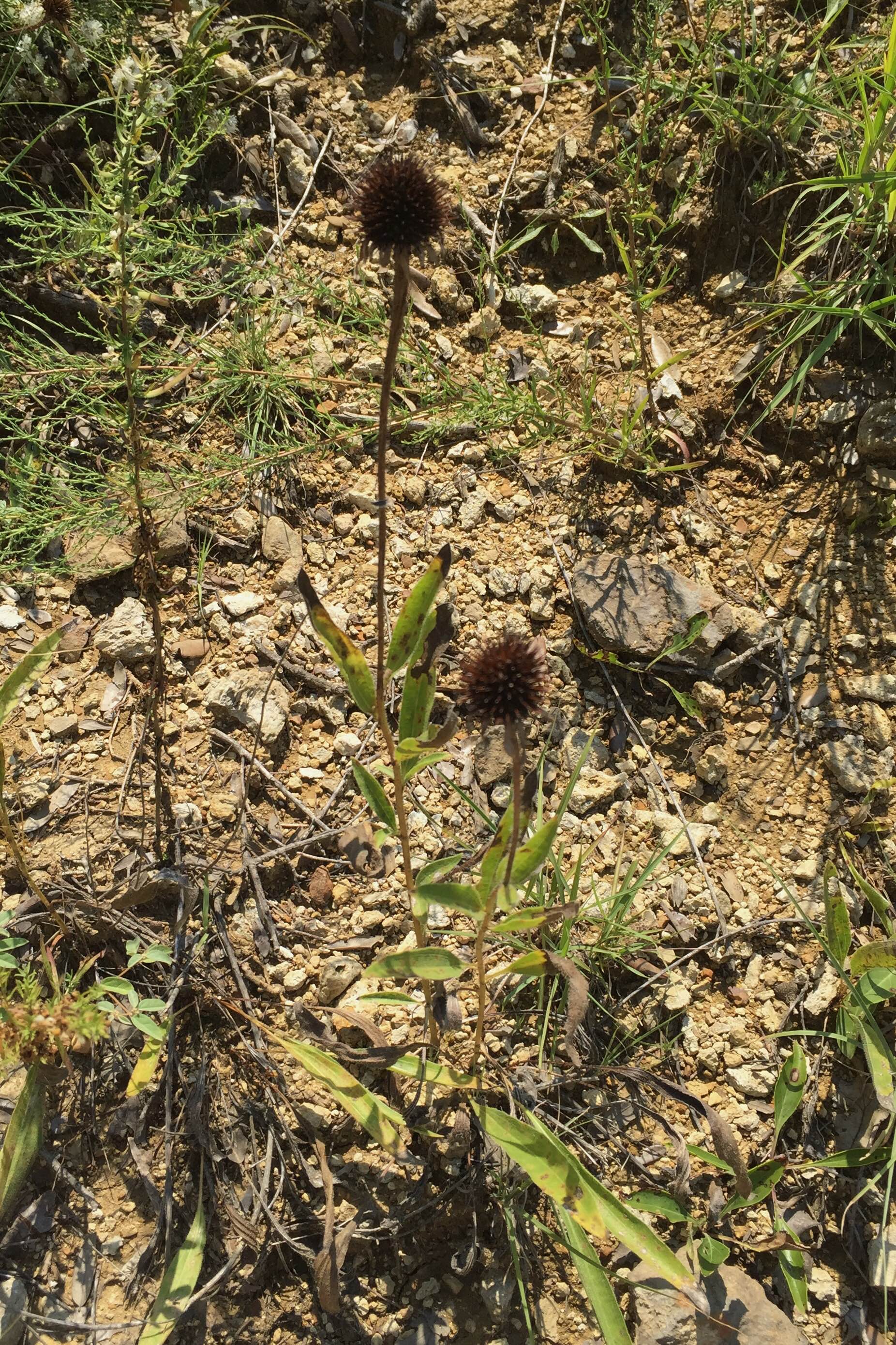 Echinacea angustifolia, Narrow Leaf Coneflower