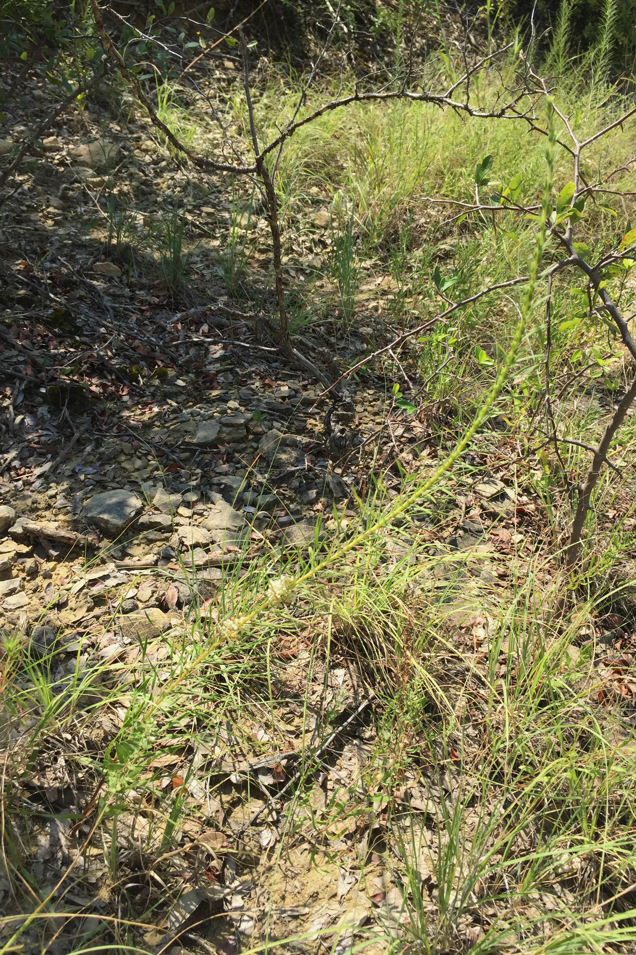 Liatris punctata var. mucronata, Texas Gayfeather