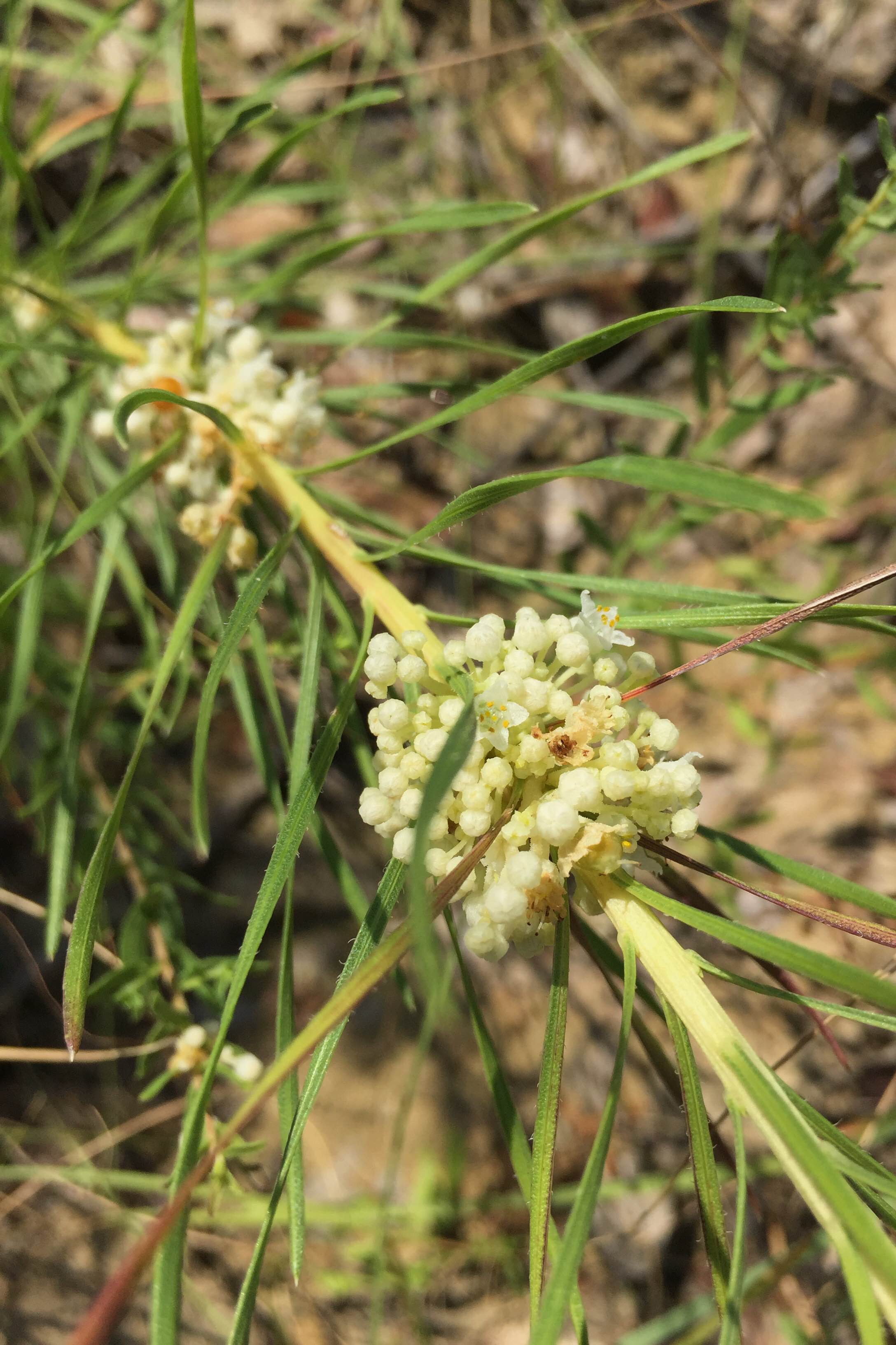 Liatris punctata var. mucronata, Texas Gayfeather with Cuscuta sp., Dodder bloom