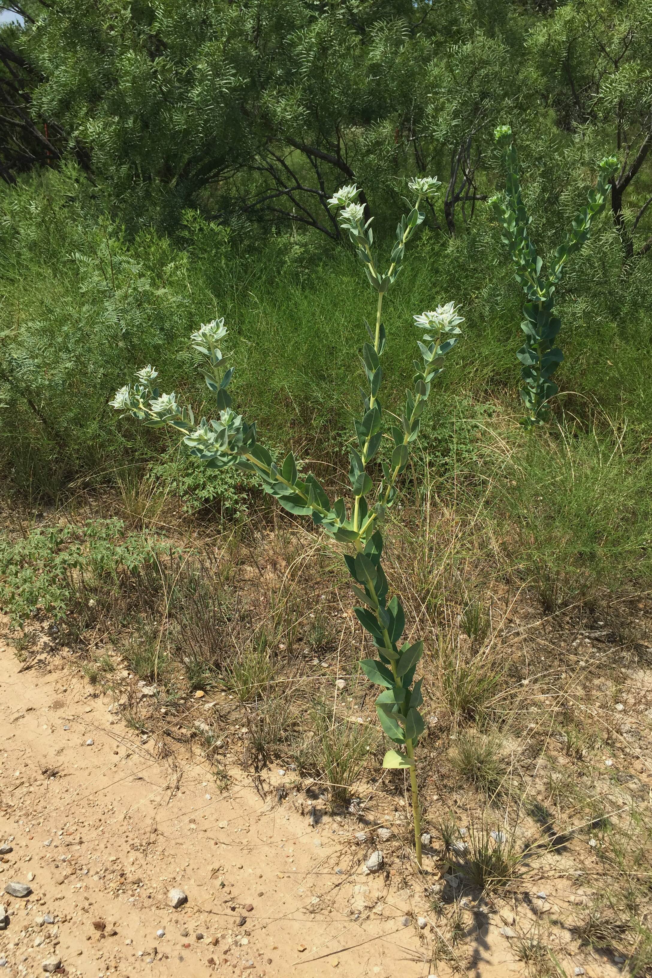 Euphorbia marginata, Snow on the Mountain