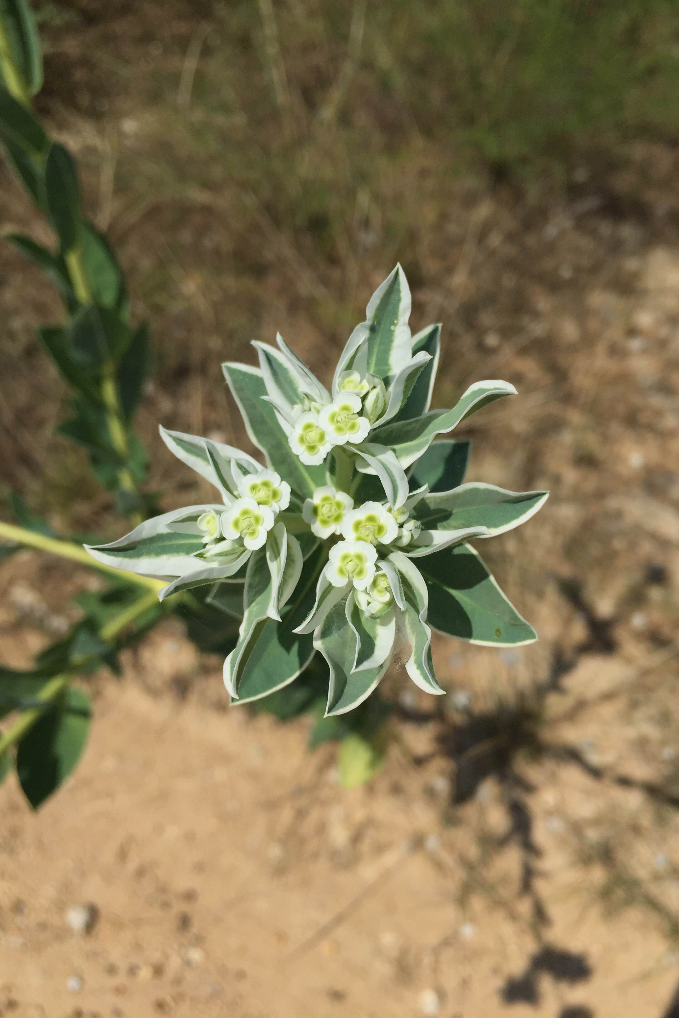 Euphorbia marginata, Snow on the Mountain