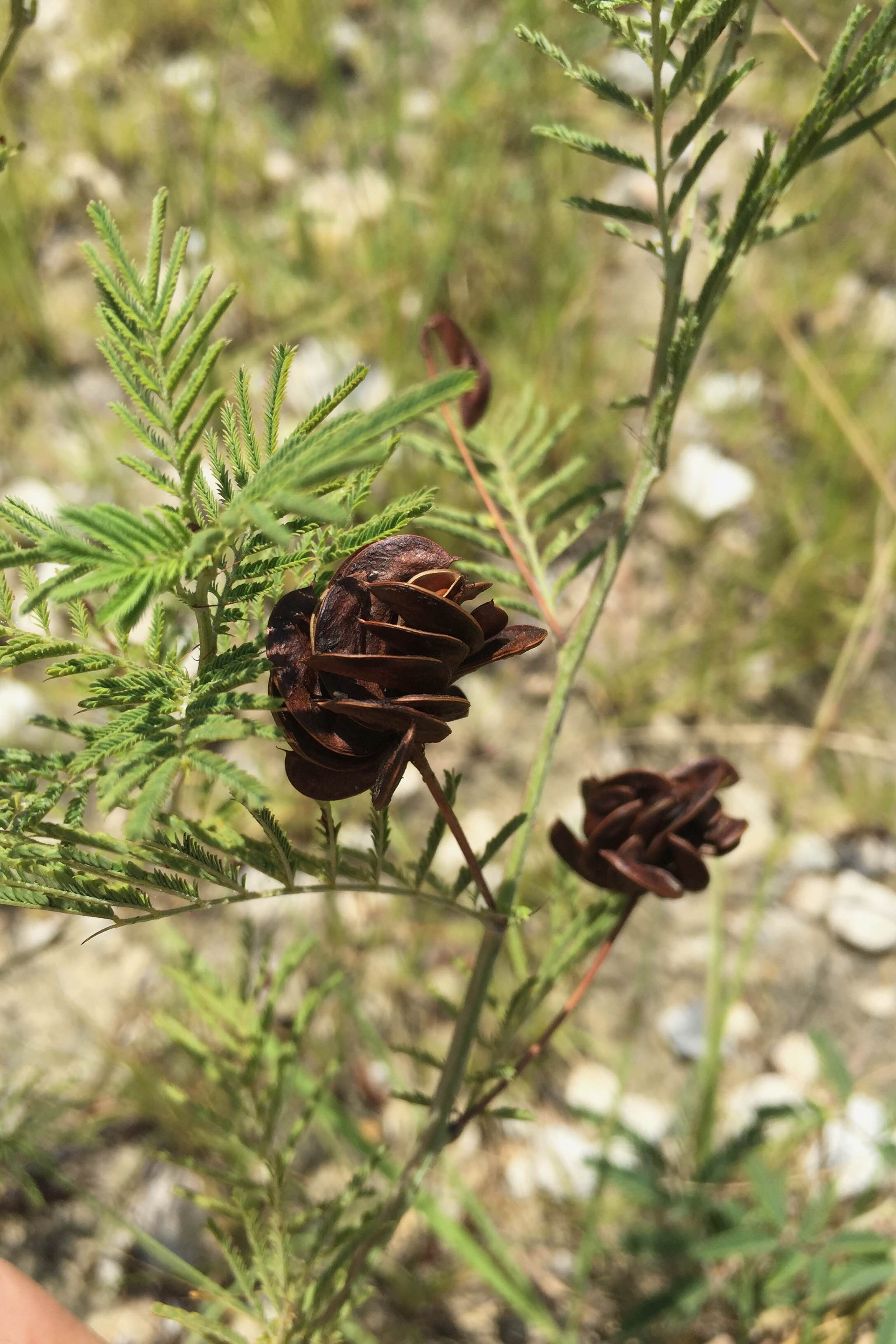 Desmanthus illinoensis, Illinois Bundleflower