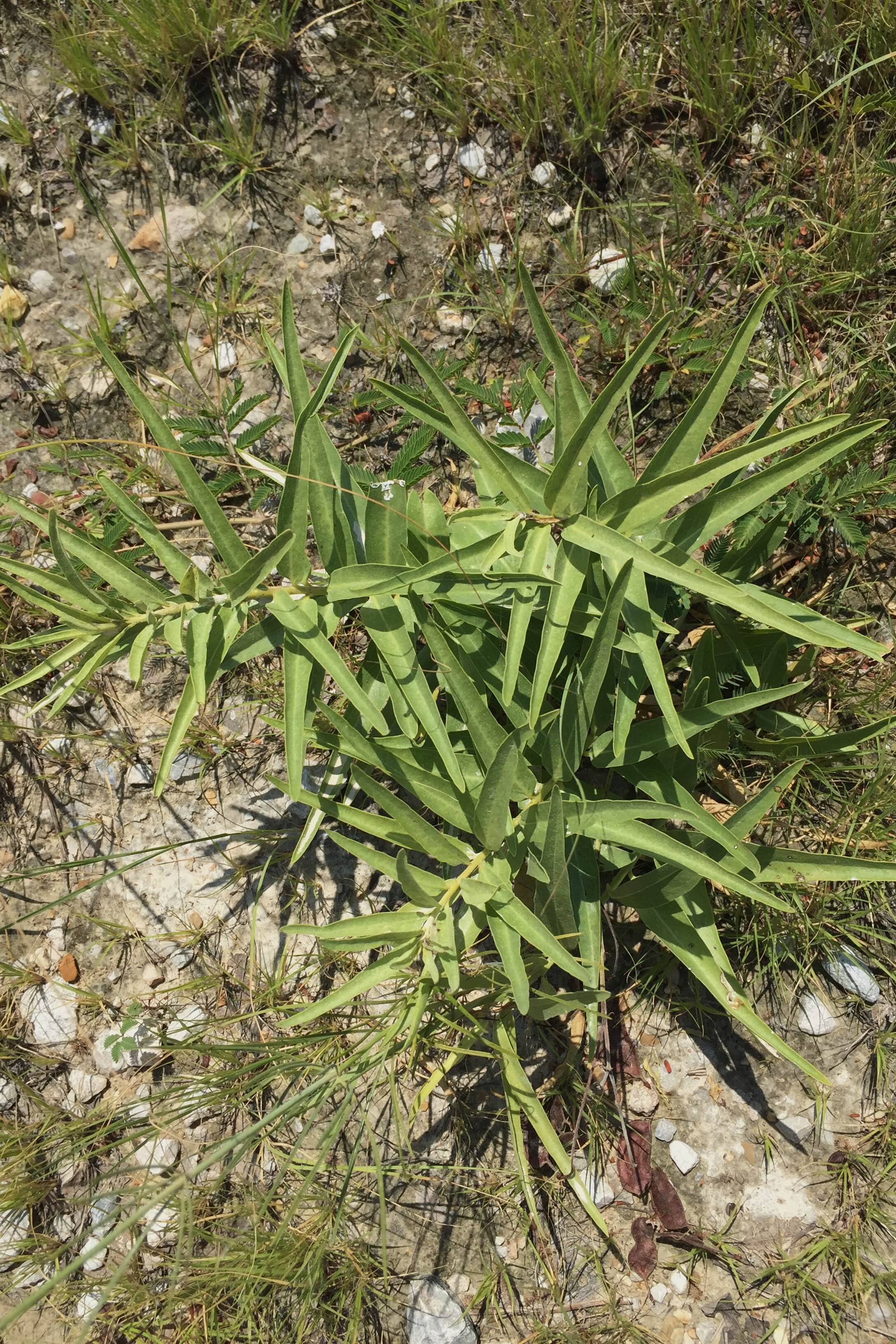 Asclepias asperula, Antelope Horns Milkweed