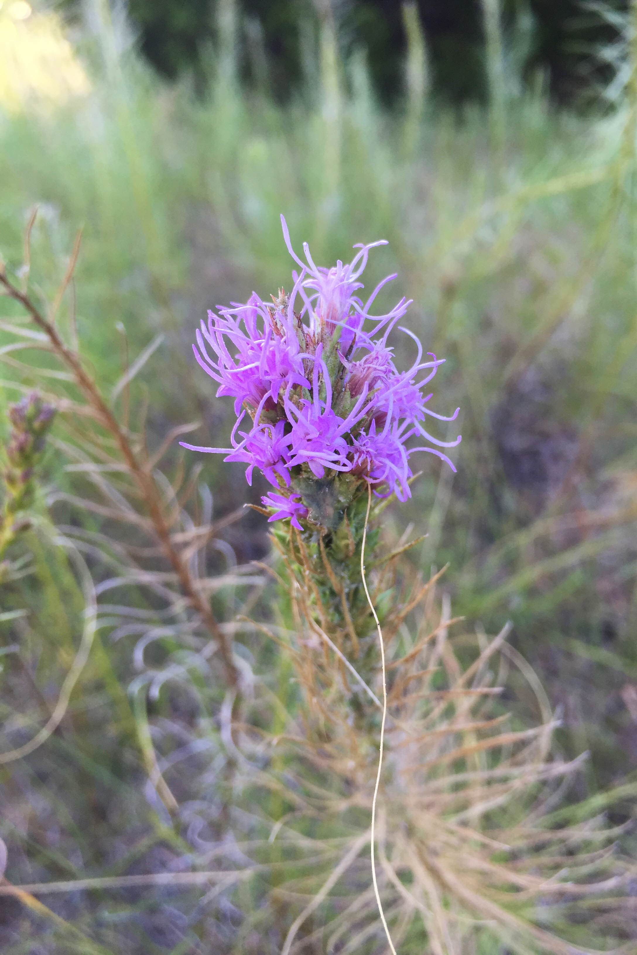 Liatris punctata var. mucronata, Texas Gayfeather