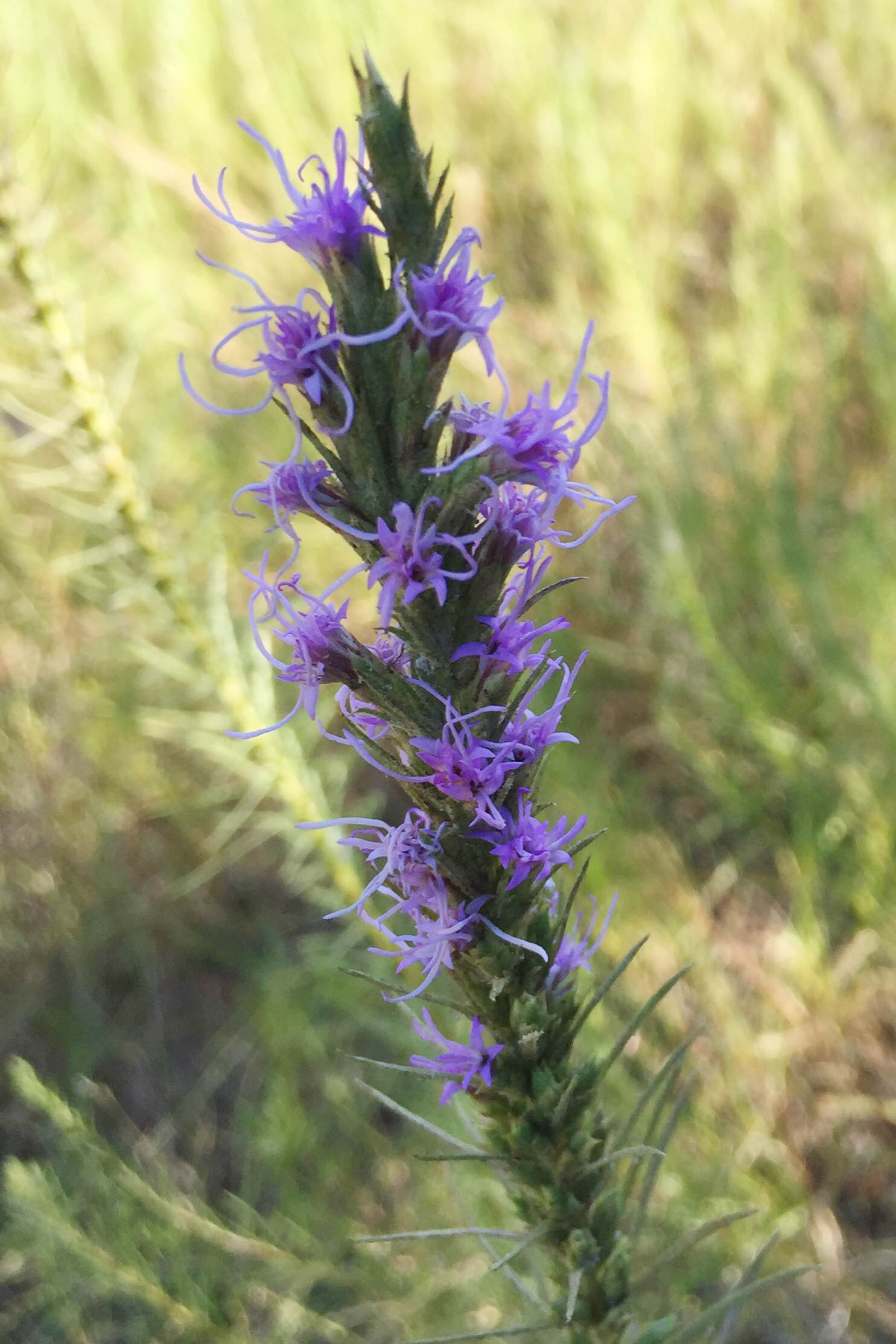 Liatris punctata var. mucronata, Texas Gayfeather