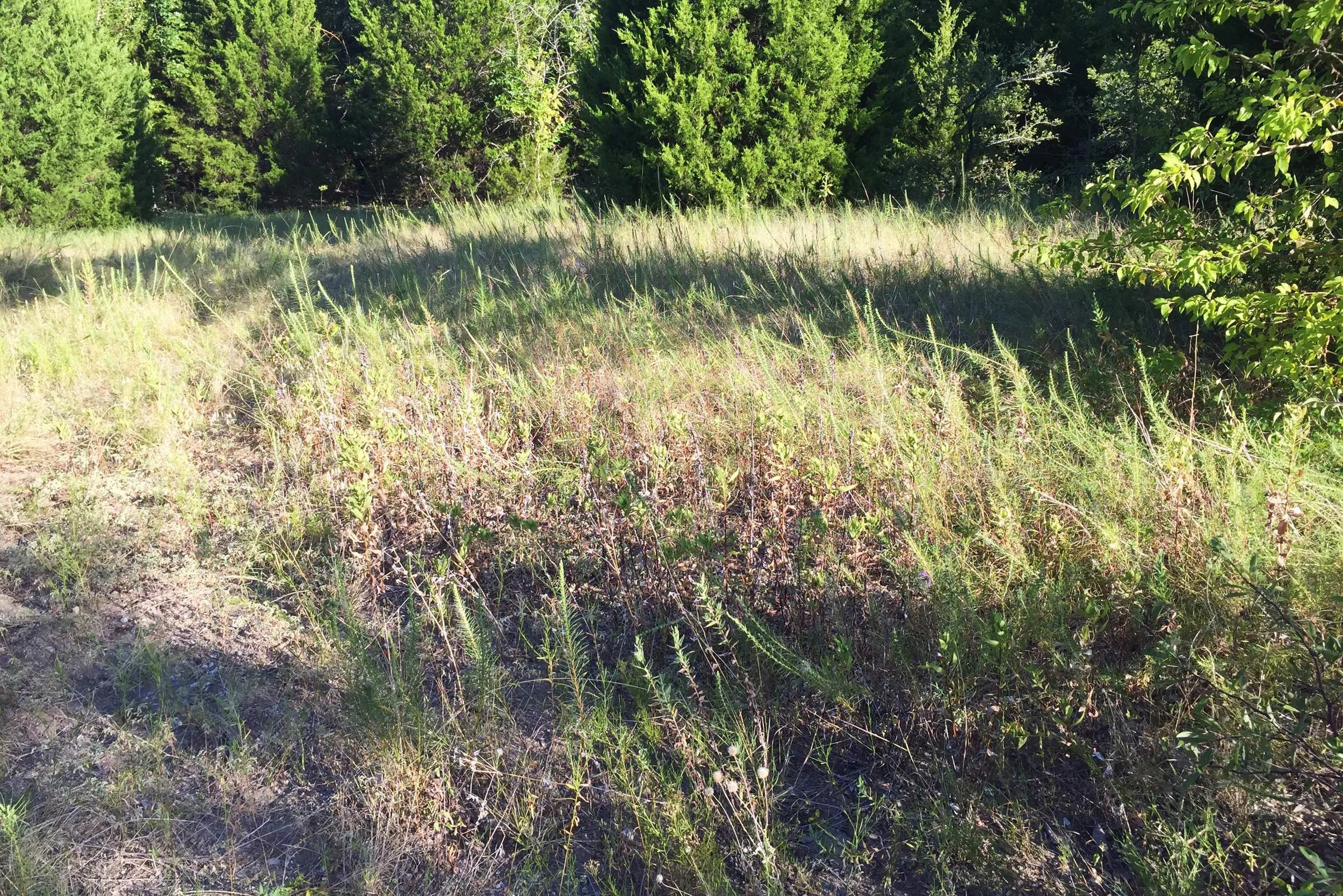 Spikes of Liatris punctata var. mucronata, Texas Gayfeather