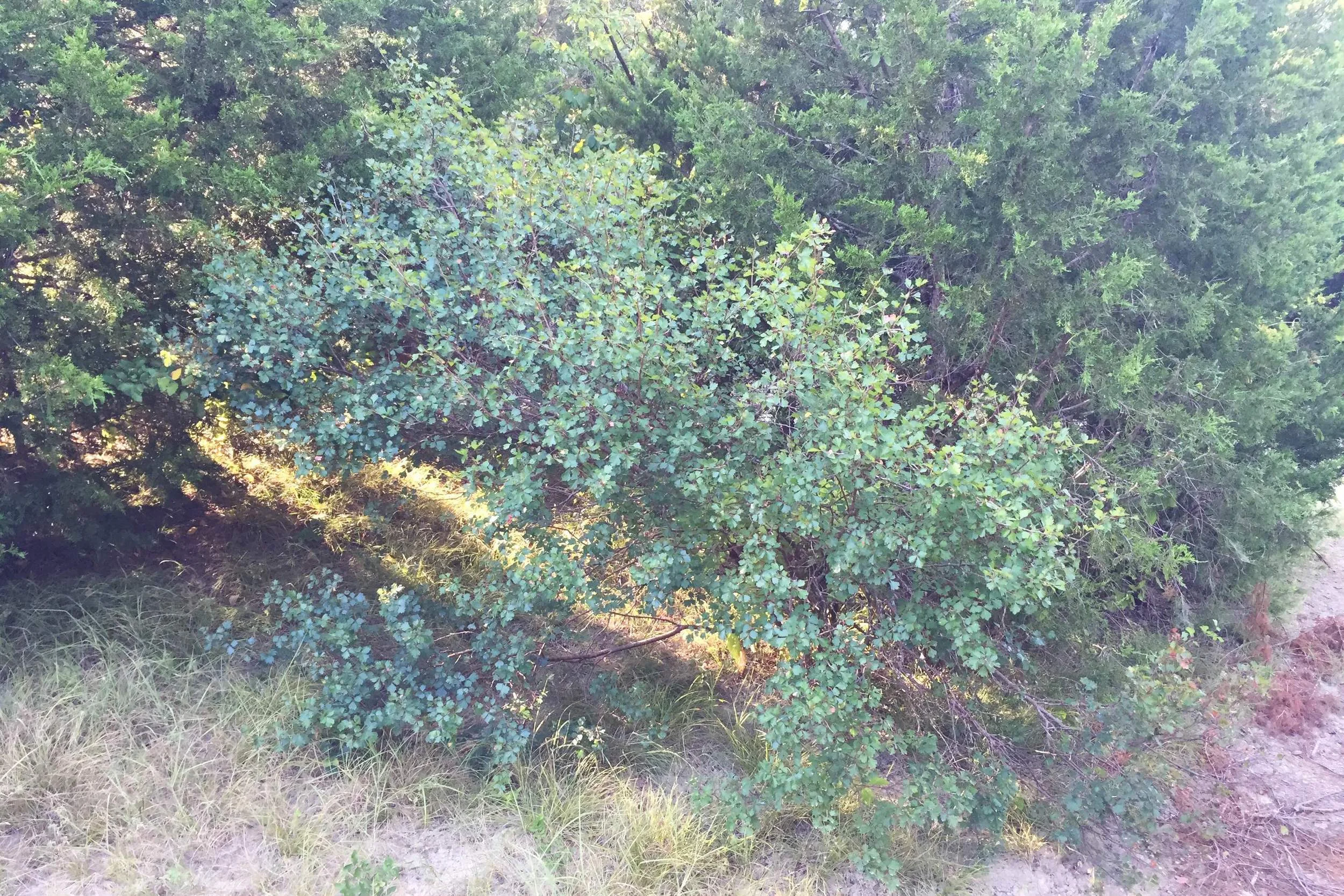 Rhus aromatica, Fragrant Sumac