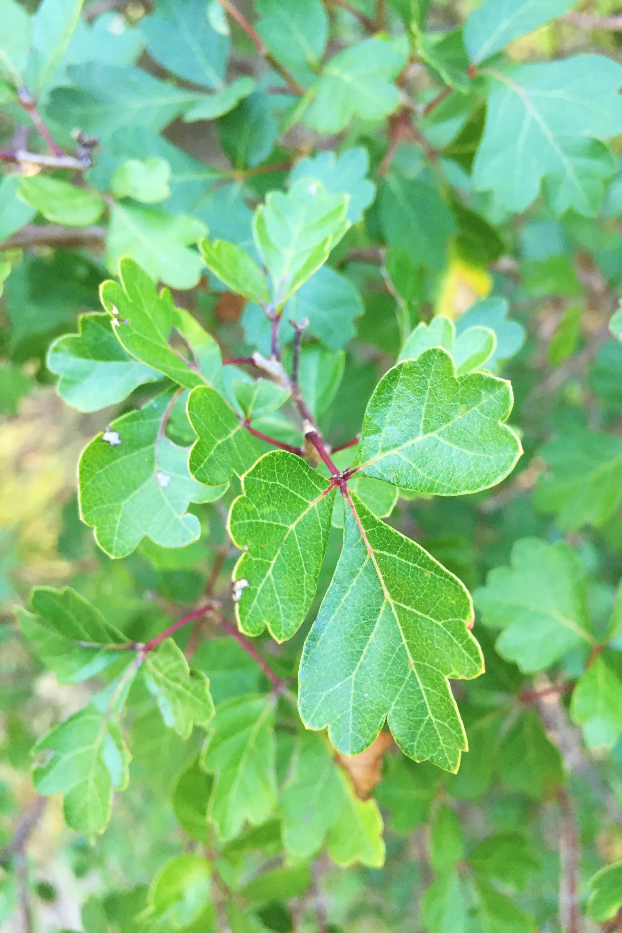 Rhus aromatica, Fragrant Sumac
