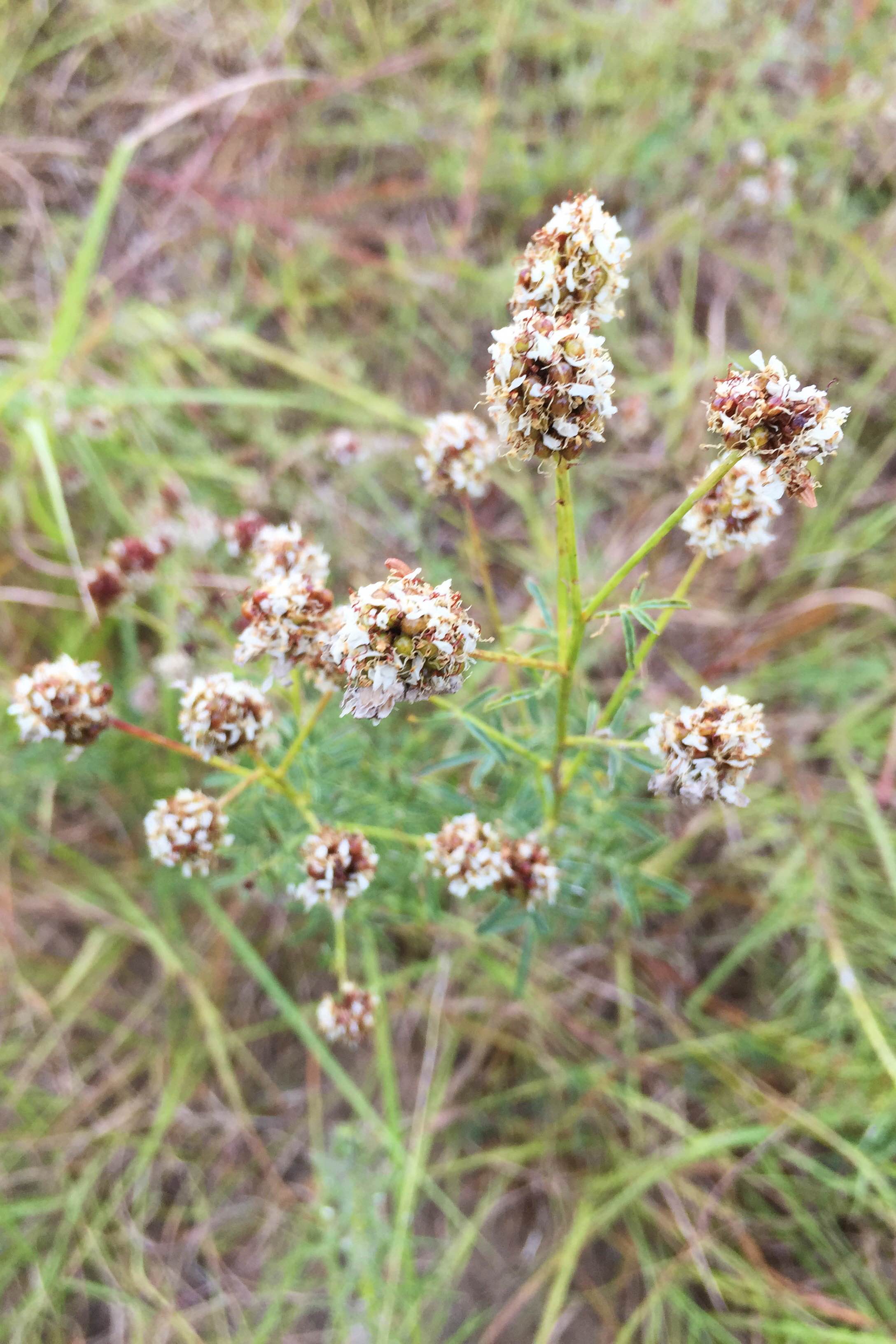 Dalea multiflora, White Prairie Clover
