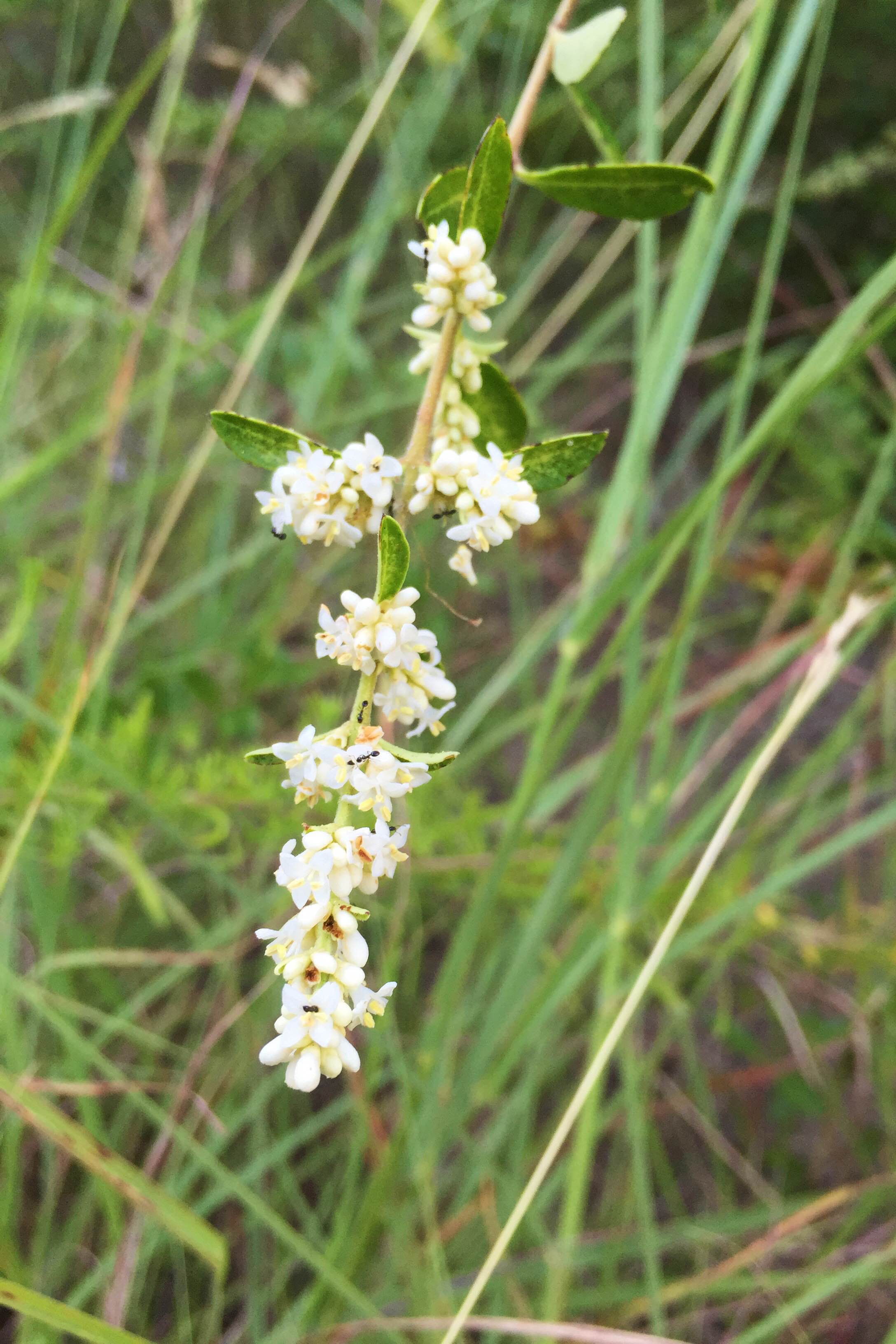 Ilex decidua, Possumhaw Holly