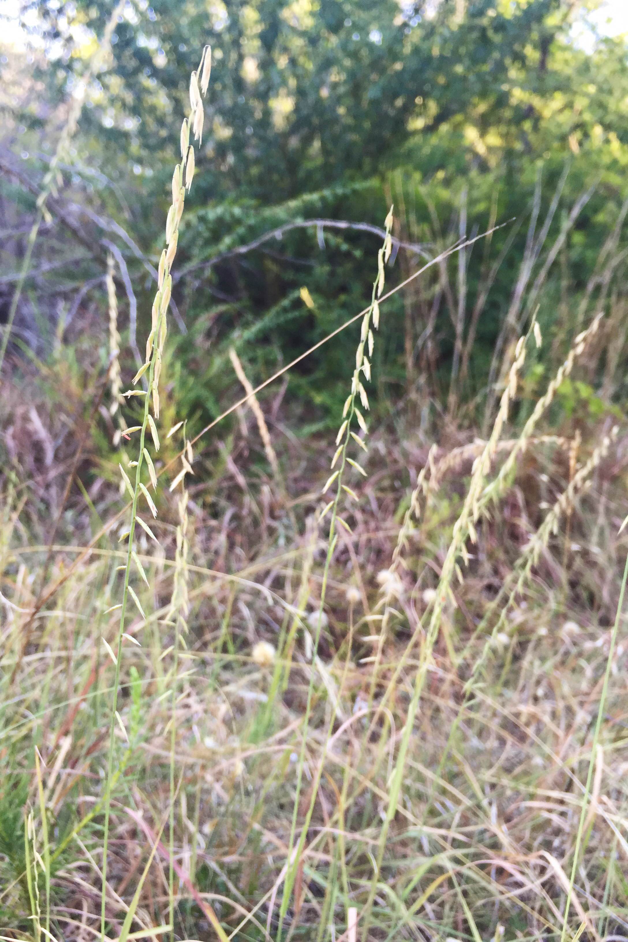 Bouteloua curtipendula, Sideoats Grama