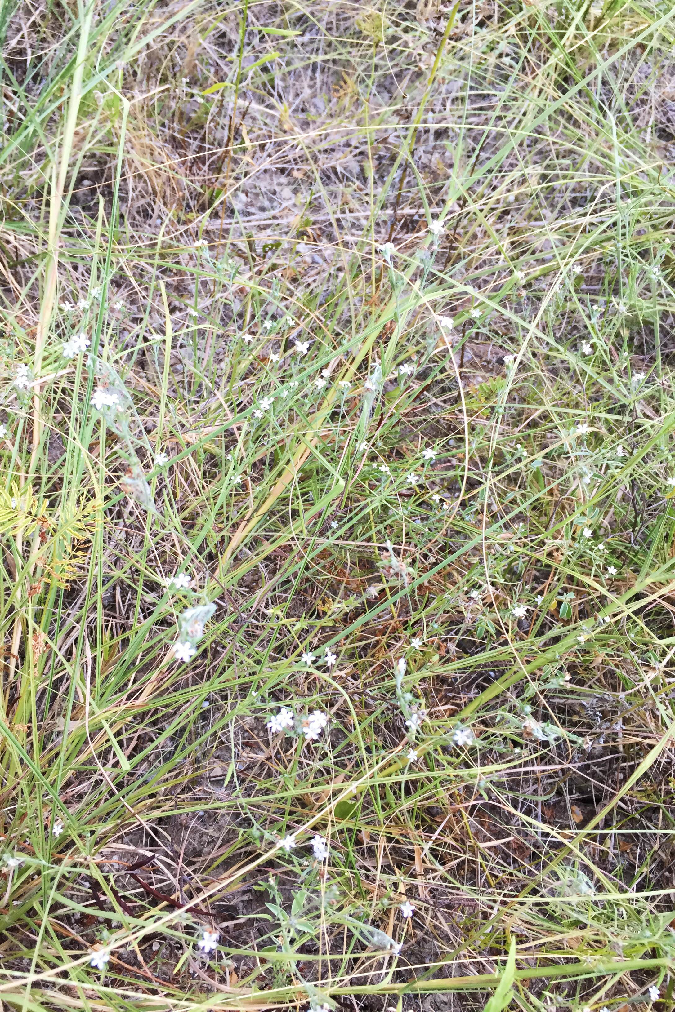 Heliotropium tenellum, White Heliotrope