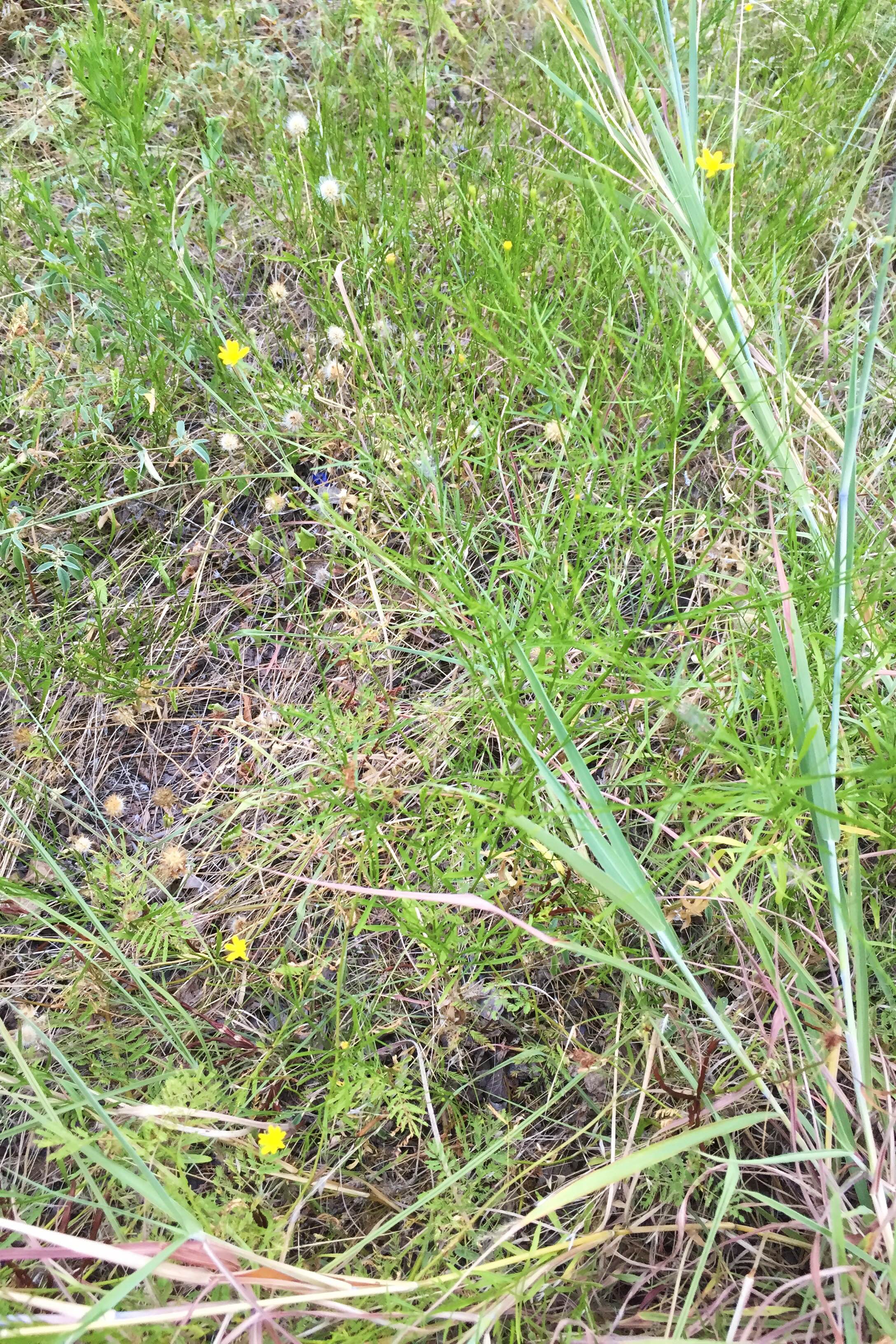 Amphiachyris dracunculoides, Prairie Broomweed