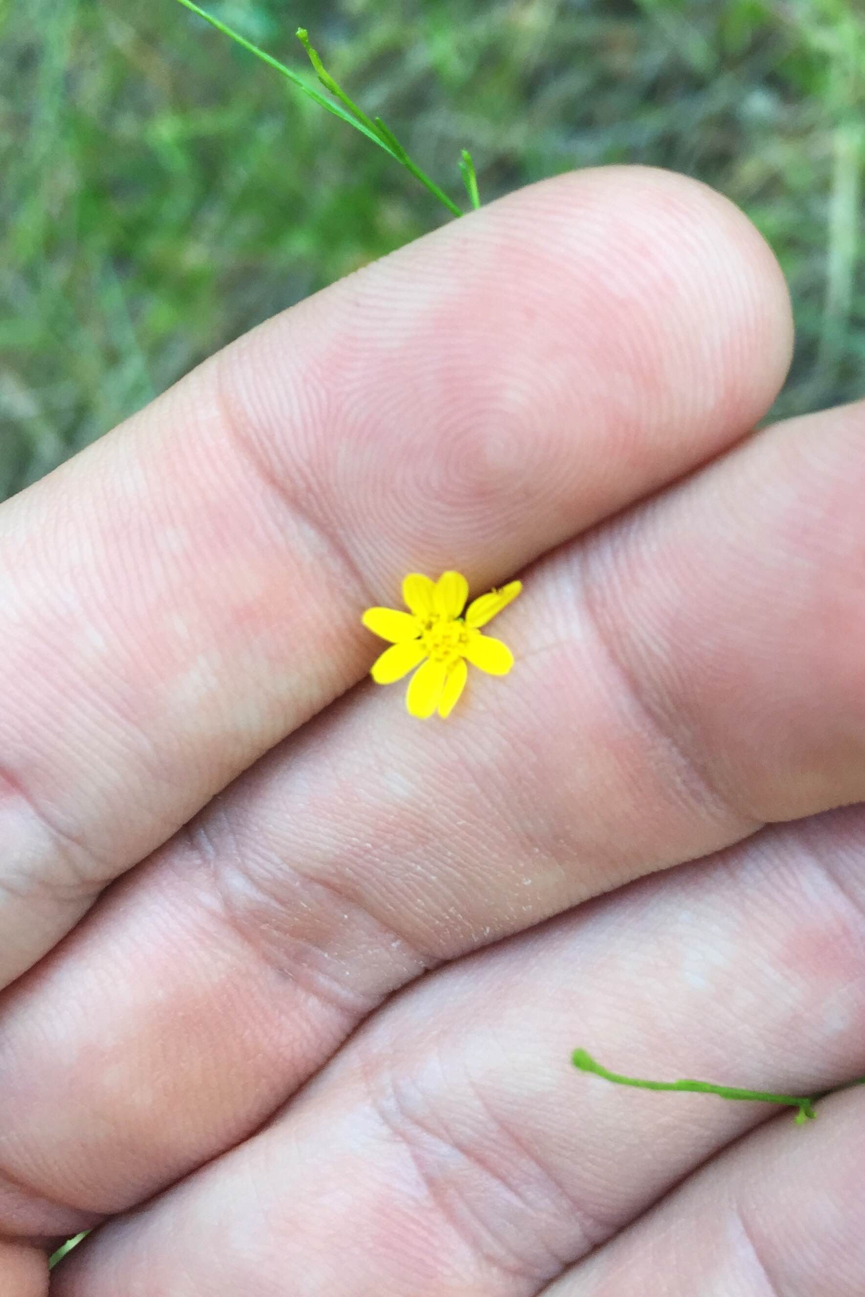 Amphiachyris dracunculoides, Prairie Broomweed