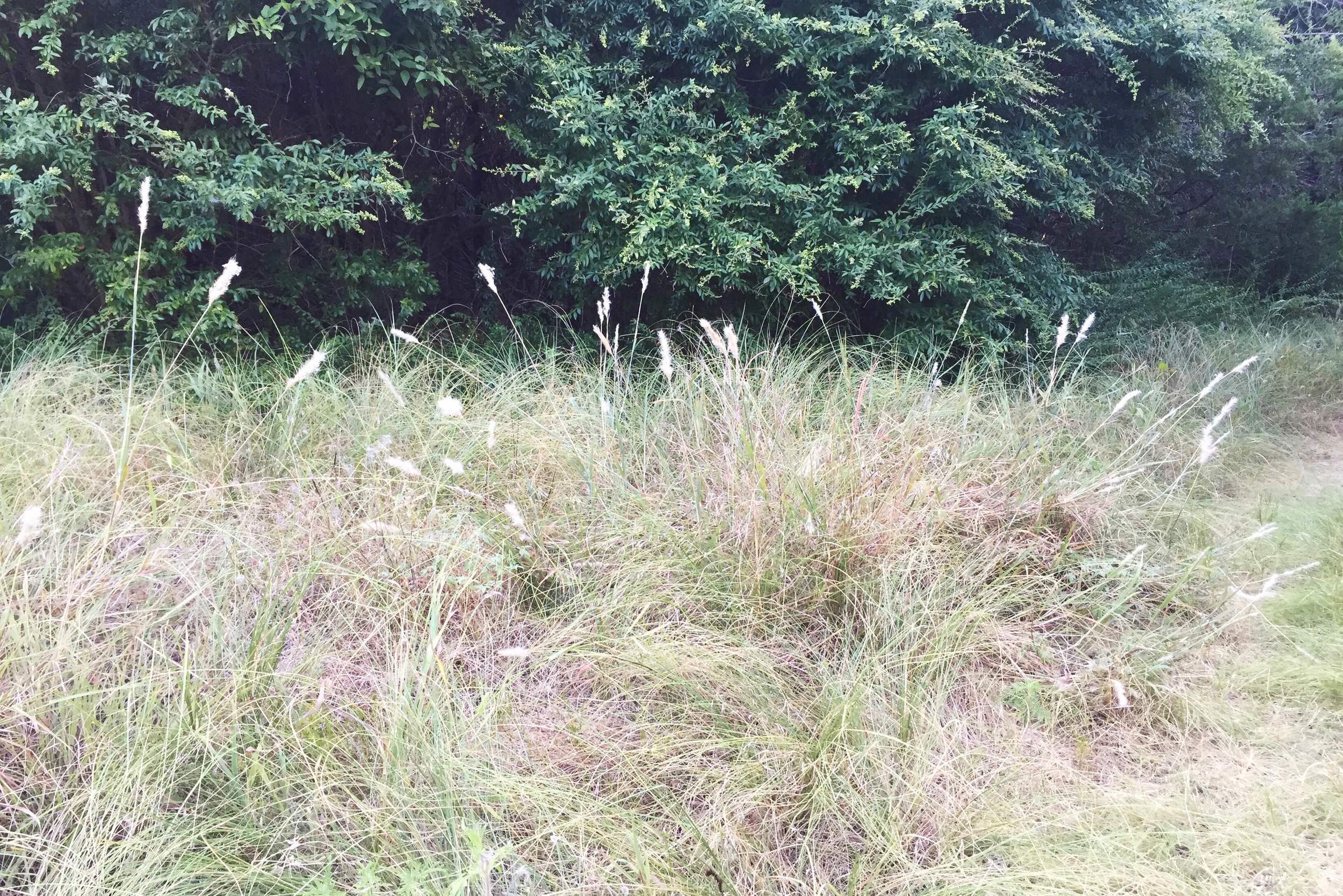 Bothriochloa laguroides, Silver Bluestem