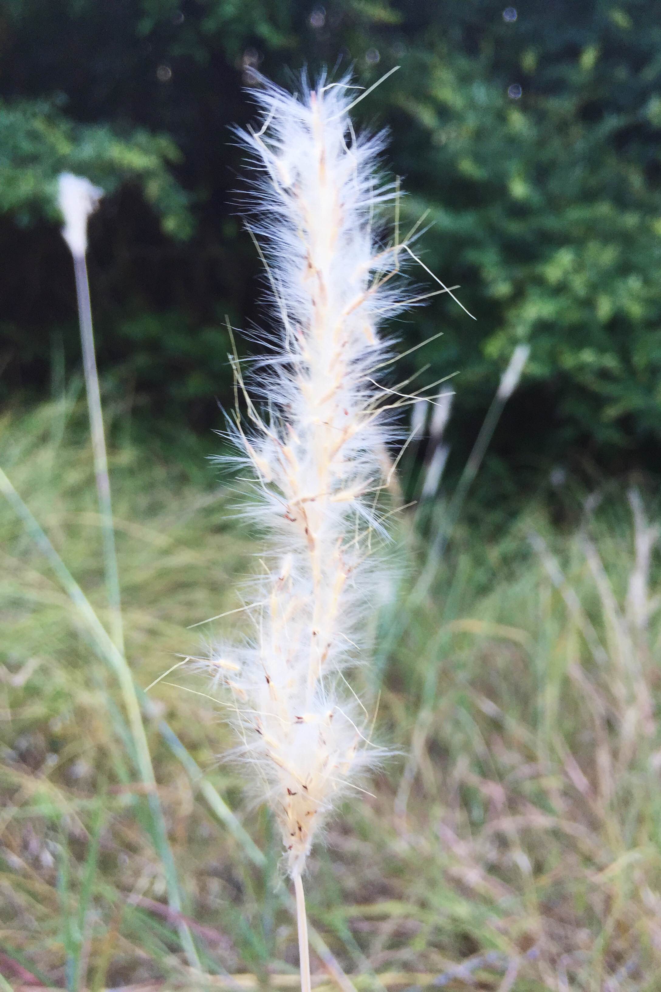 Bothriochloa laguroides, Silver Bluestem