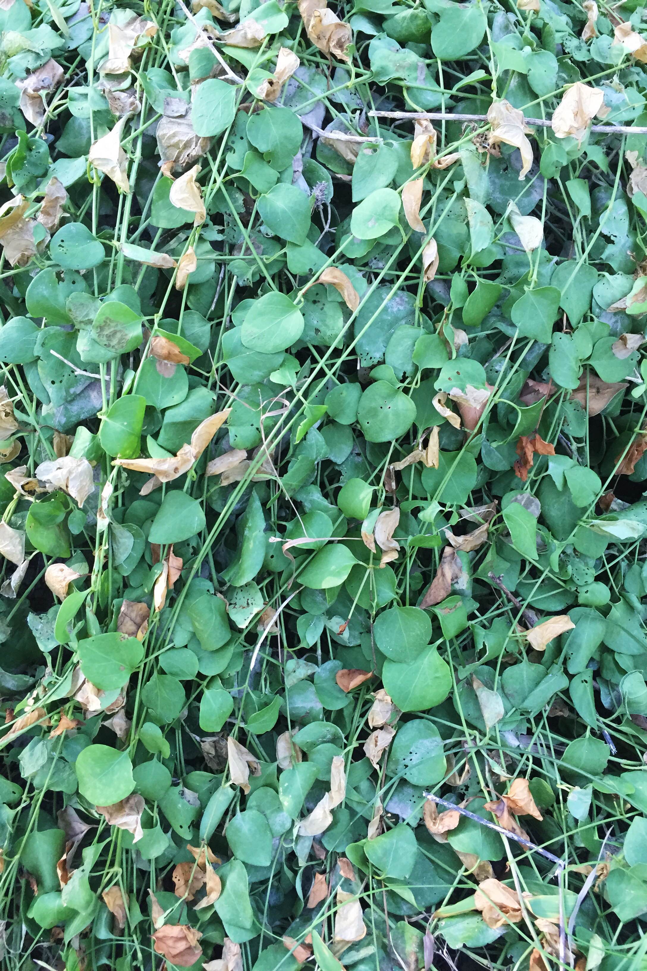 Vinca major