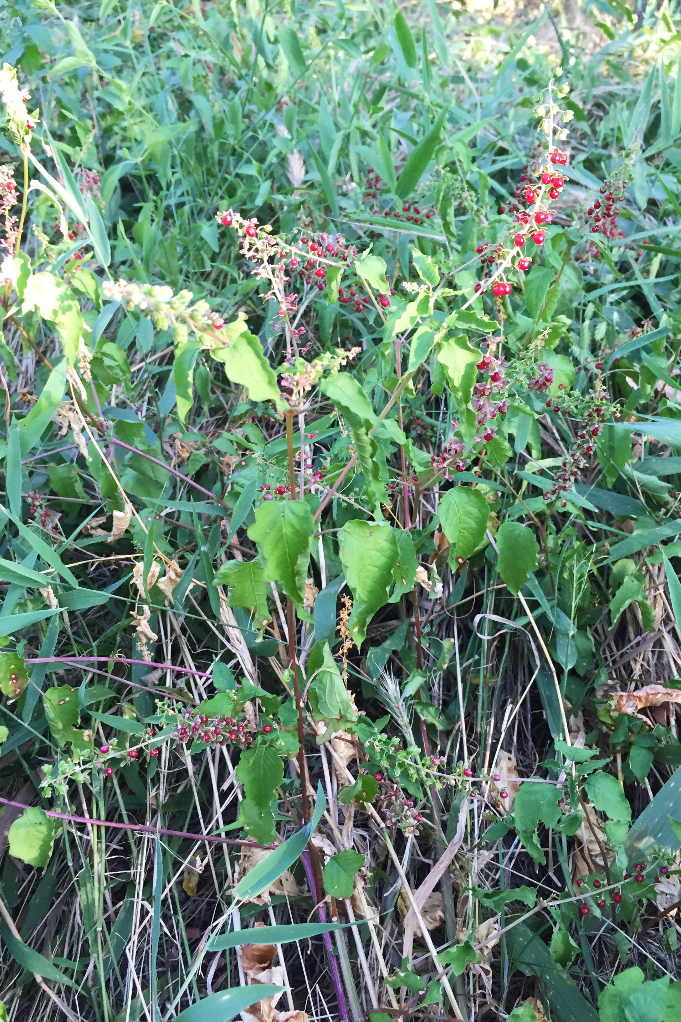 Rivina humilis, Pigeonberry