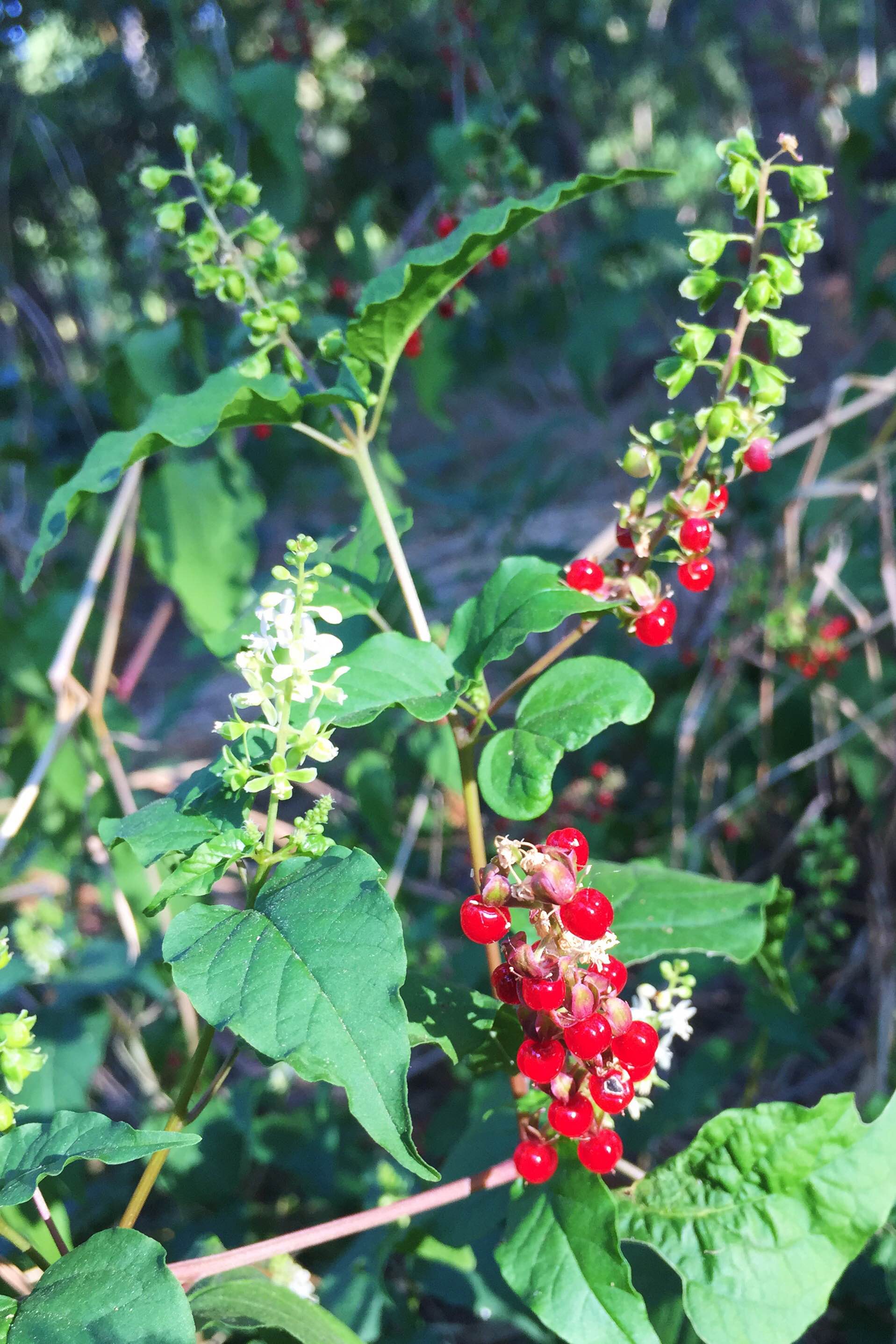 Rivina humilis, Pigeonberry