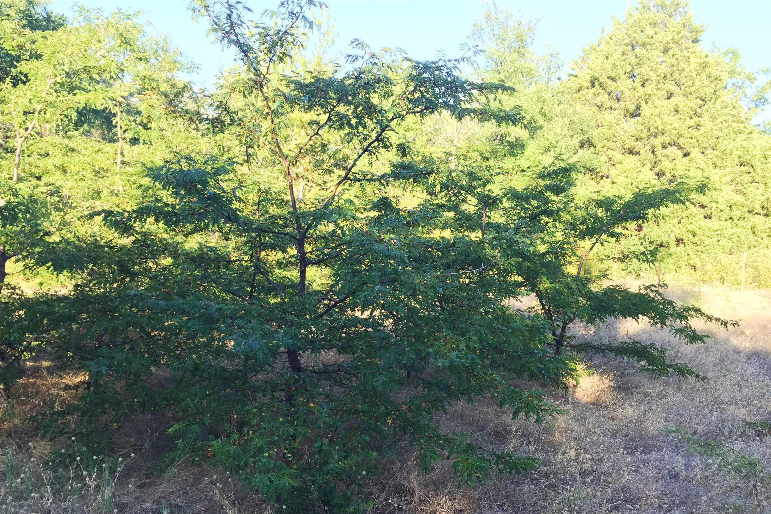 Gleditsia triacanthos, Honeylocust