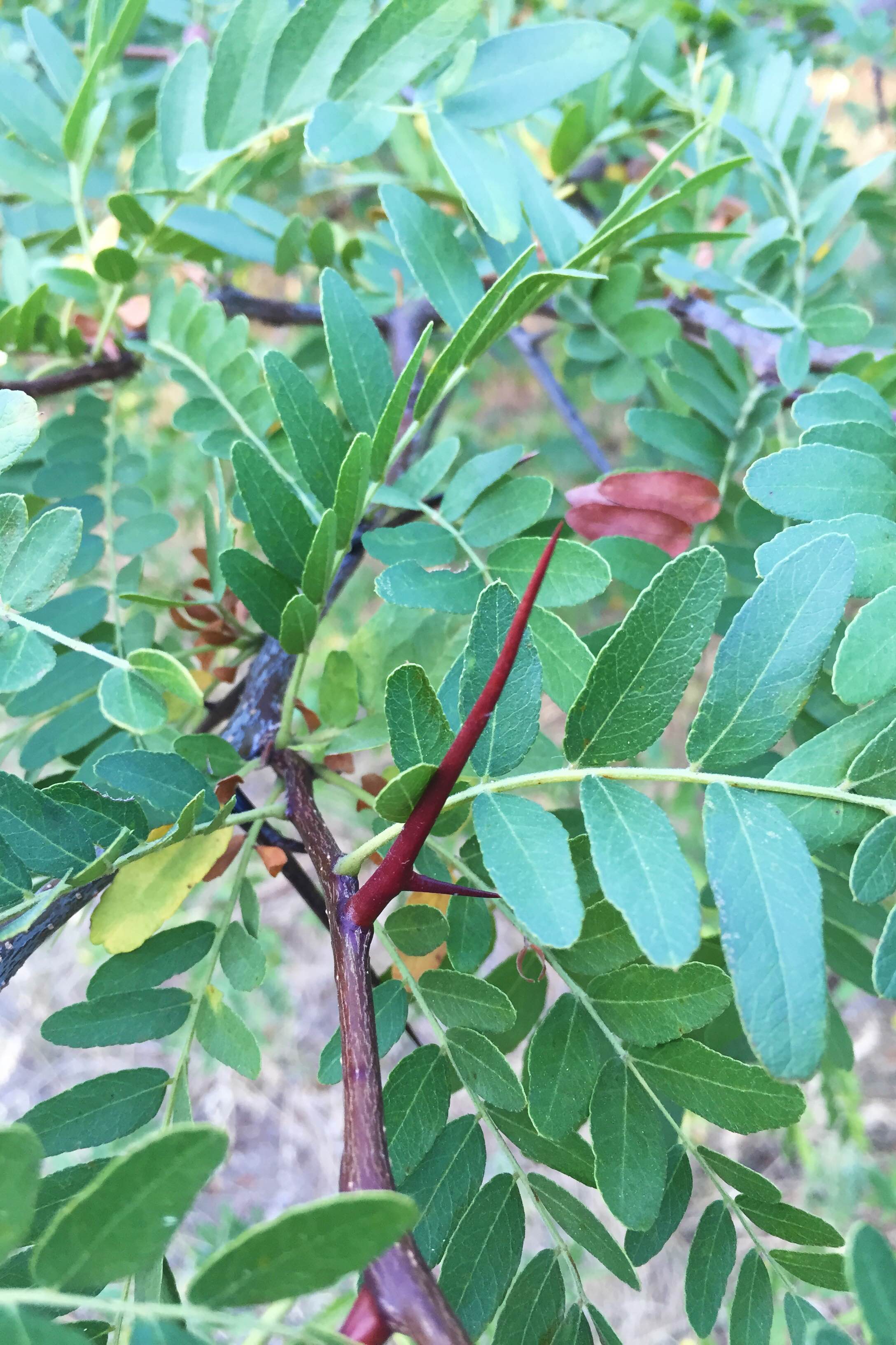 Gleditsia triacanthos, Honeylocust
