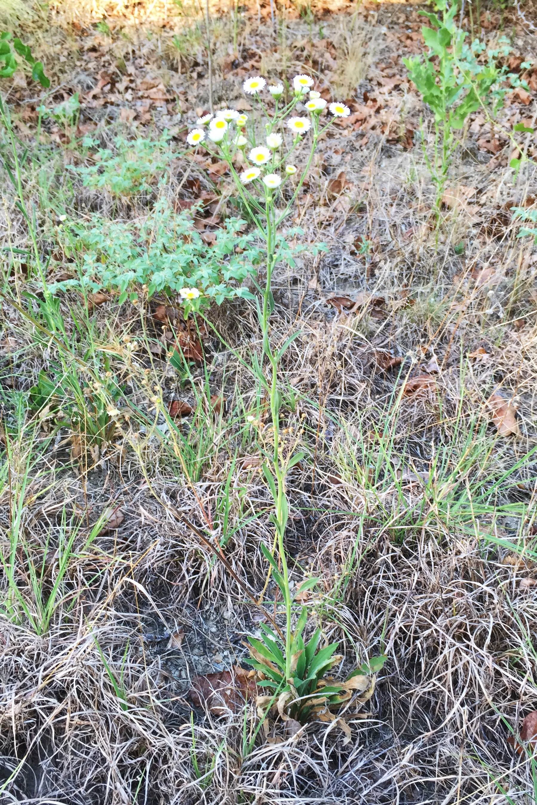 Erigeron strigosus, Prairie Fleabane