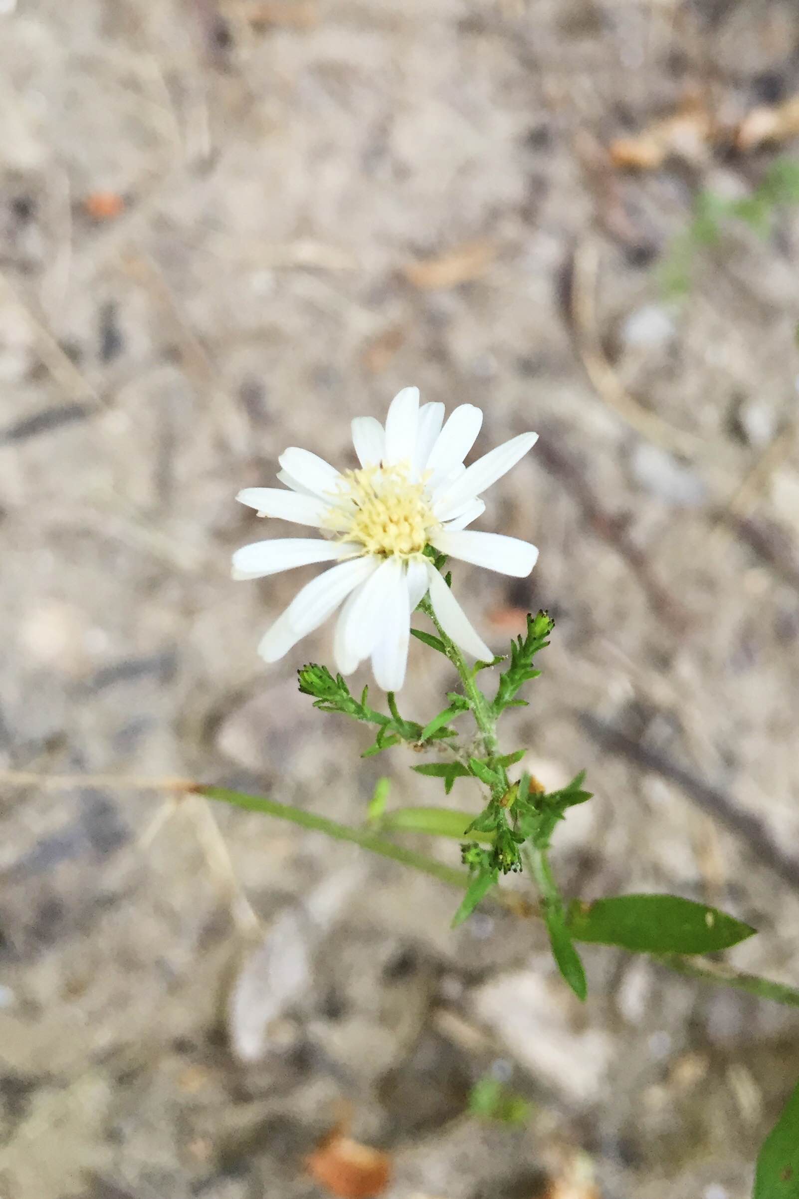 Symphyotrichum drummondii var. texanum, Texas Aster