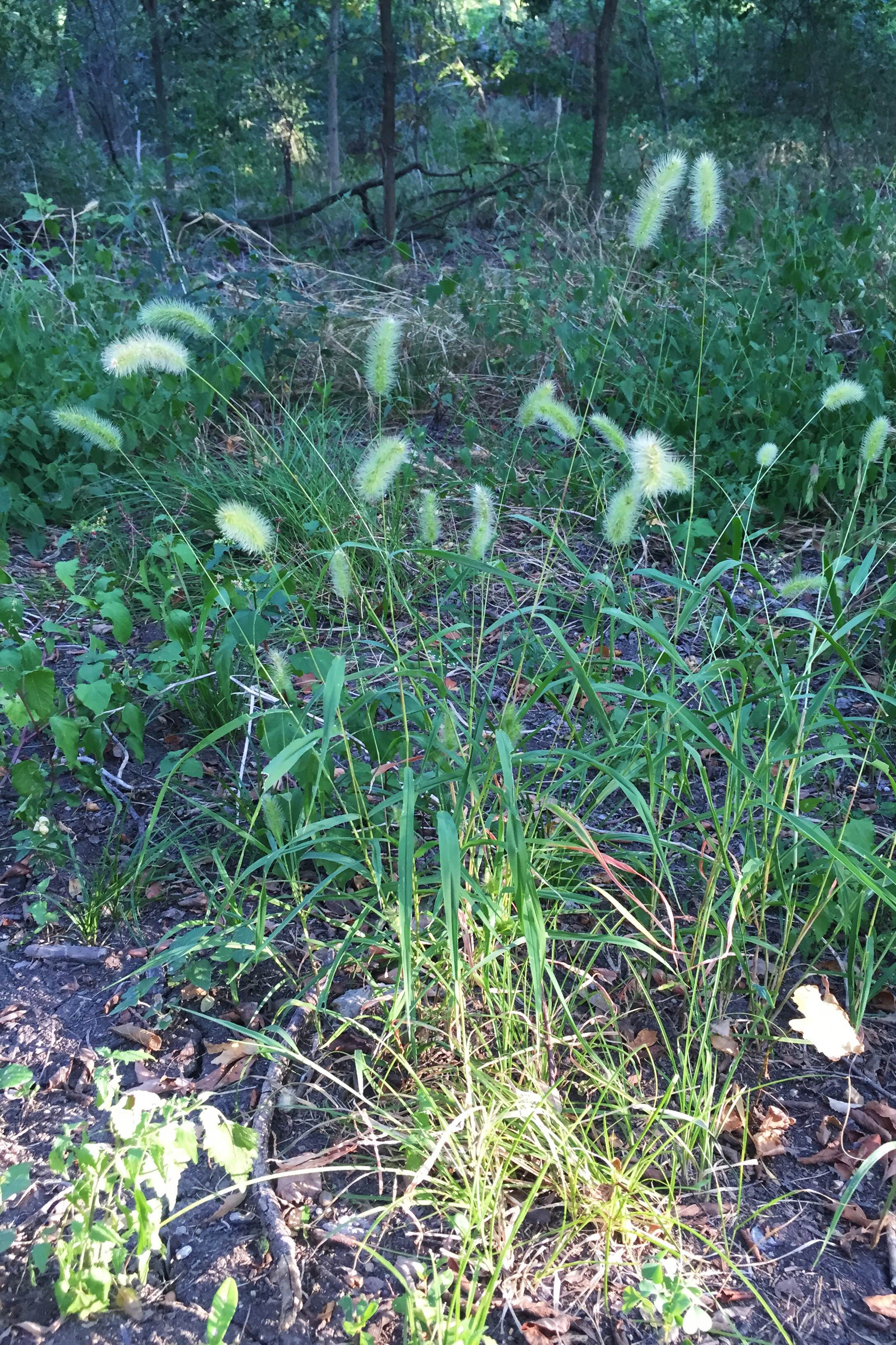 Setaria scheelei, Southwestern Bristlegrass