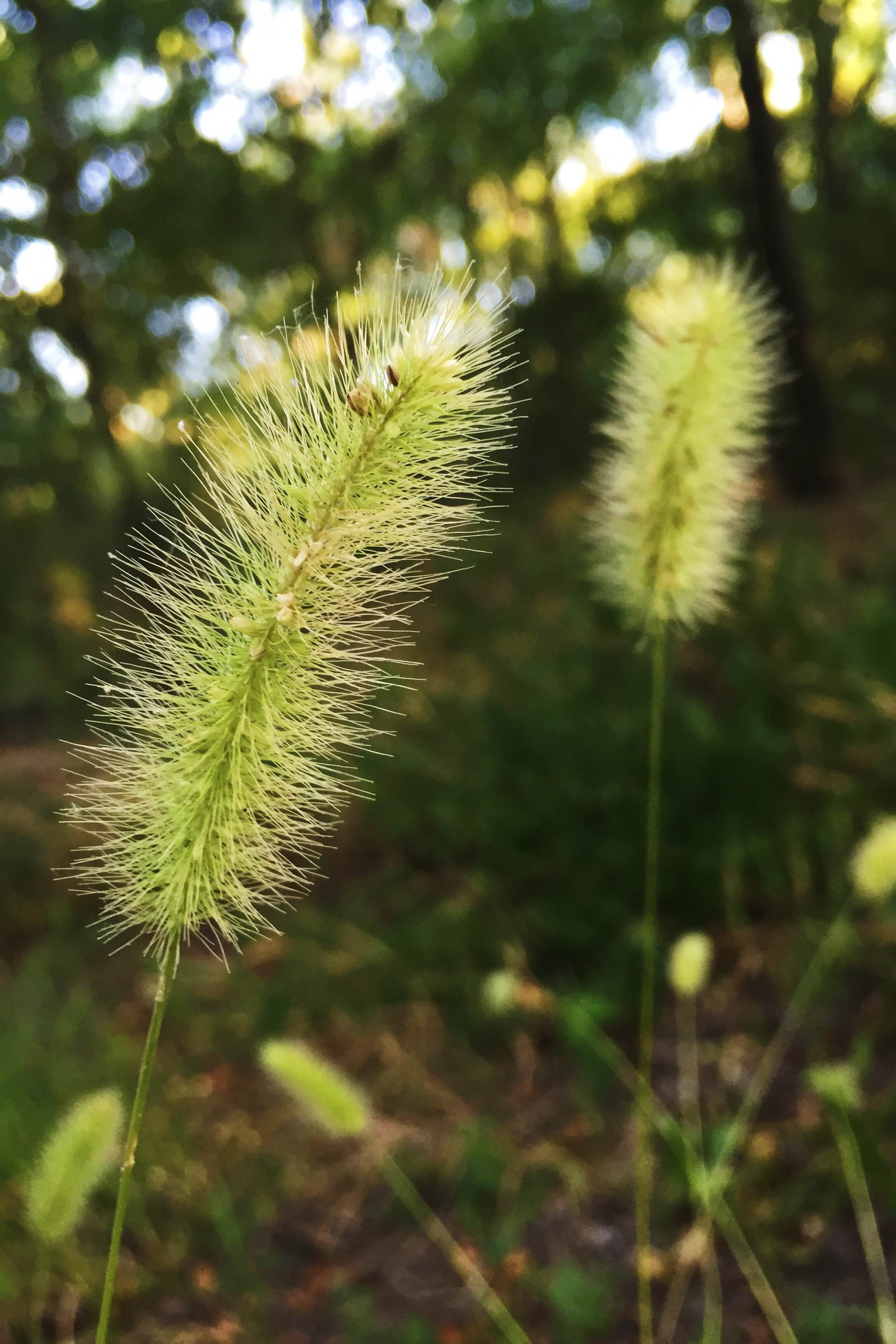 Setaria scheelei, Southwestern Bristlegrass