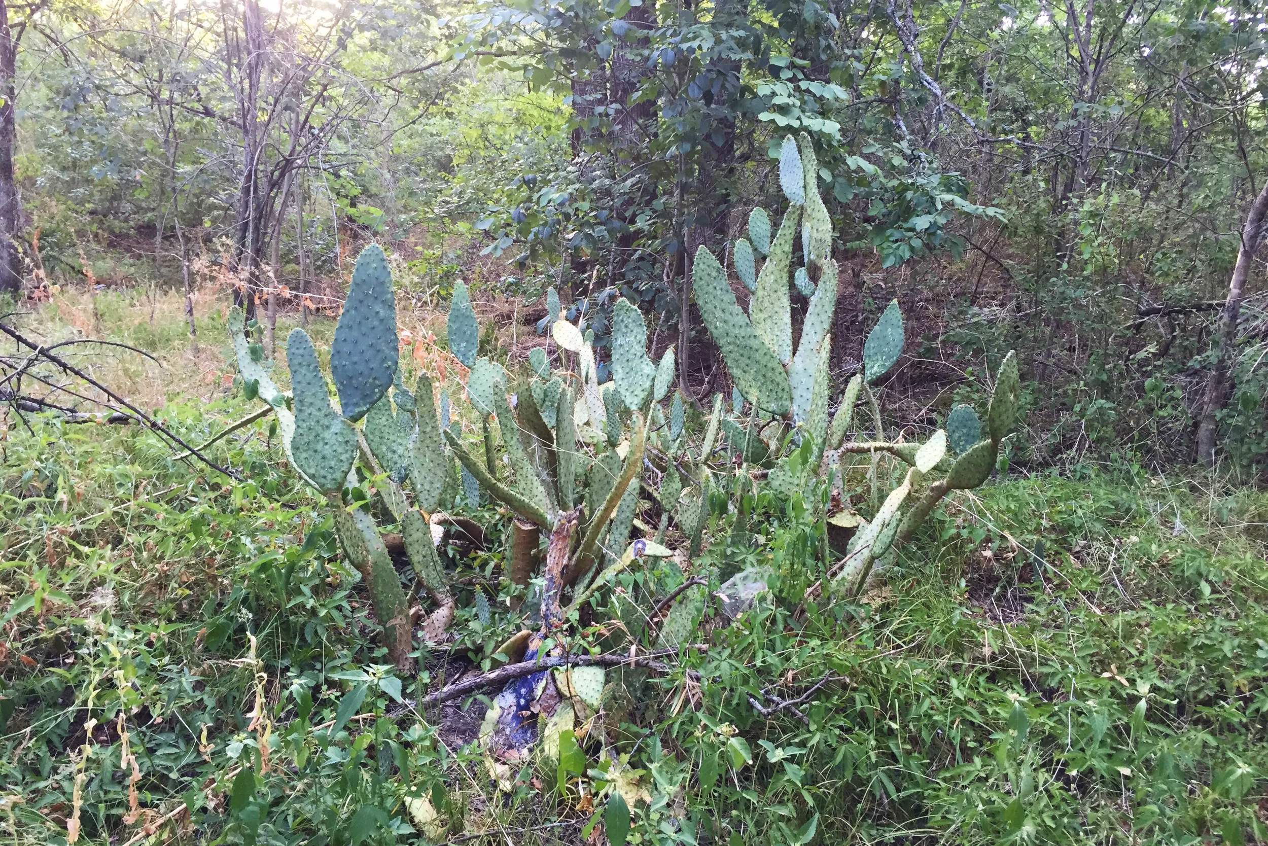 Opuntia engelmannii var. linguiformis, Cow's Tongue Prickly Pear