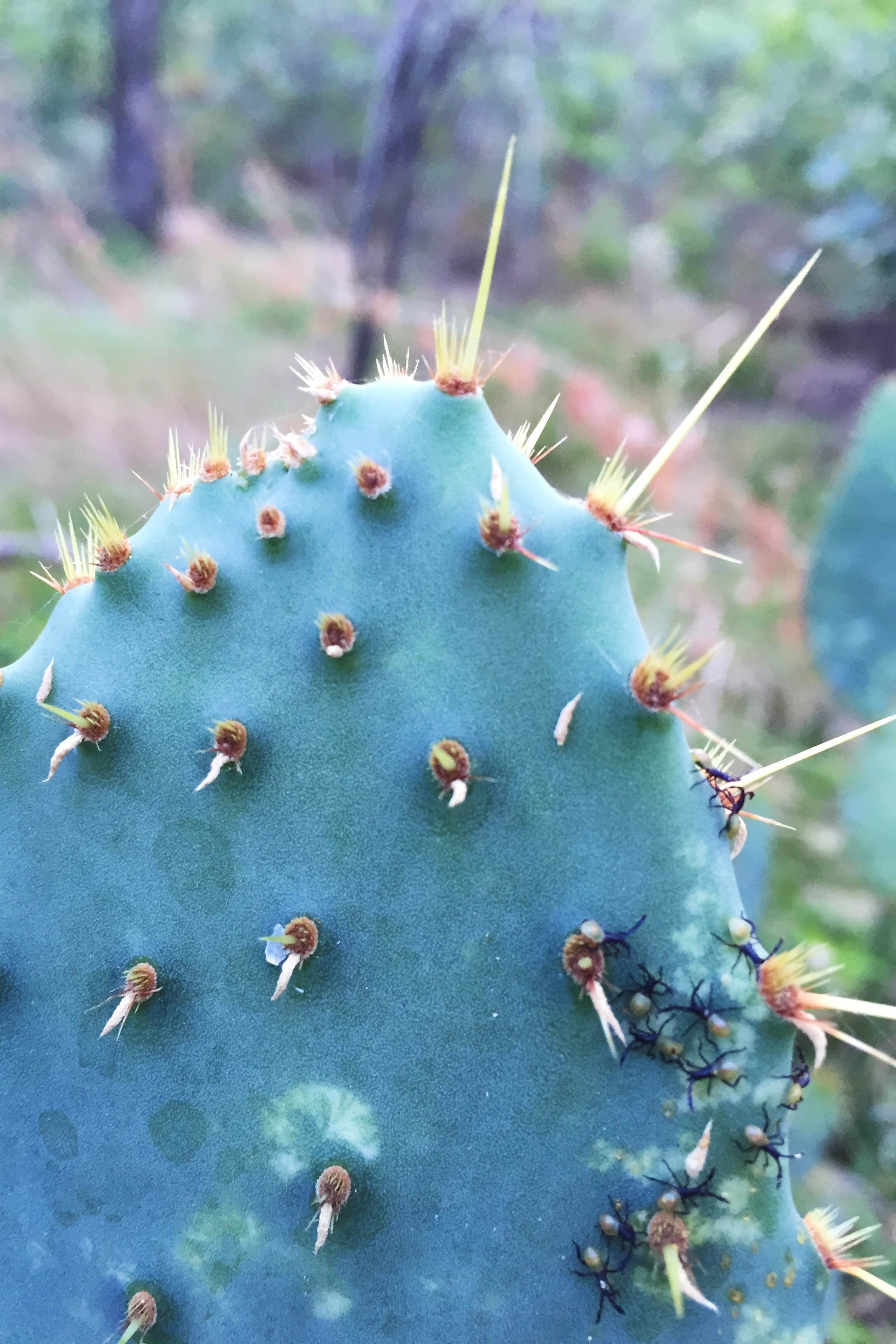 Opuntia engelmannii var. linguiformis, Cow's Tongue Prickly Pear