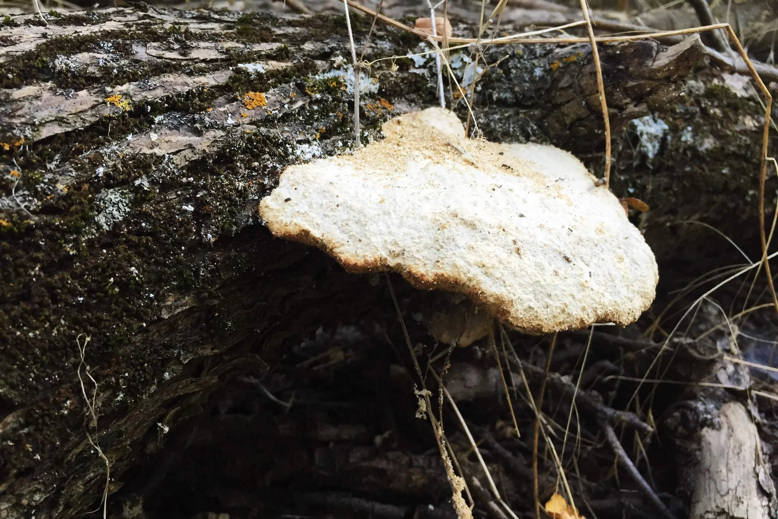 Mushroom